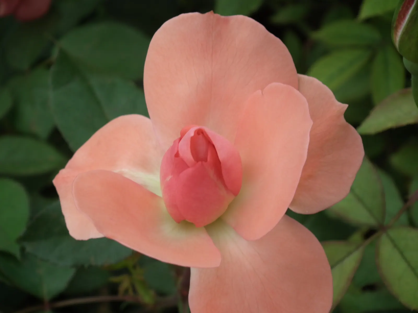 Clustered Rose (Rosa Pisocarpa) — Its dense, thorny habit offers excellent wildlife habitat and border defense