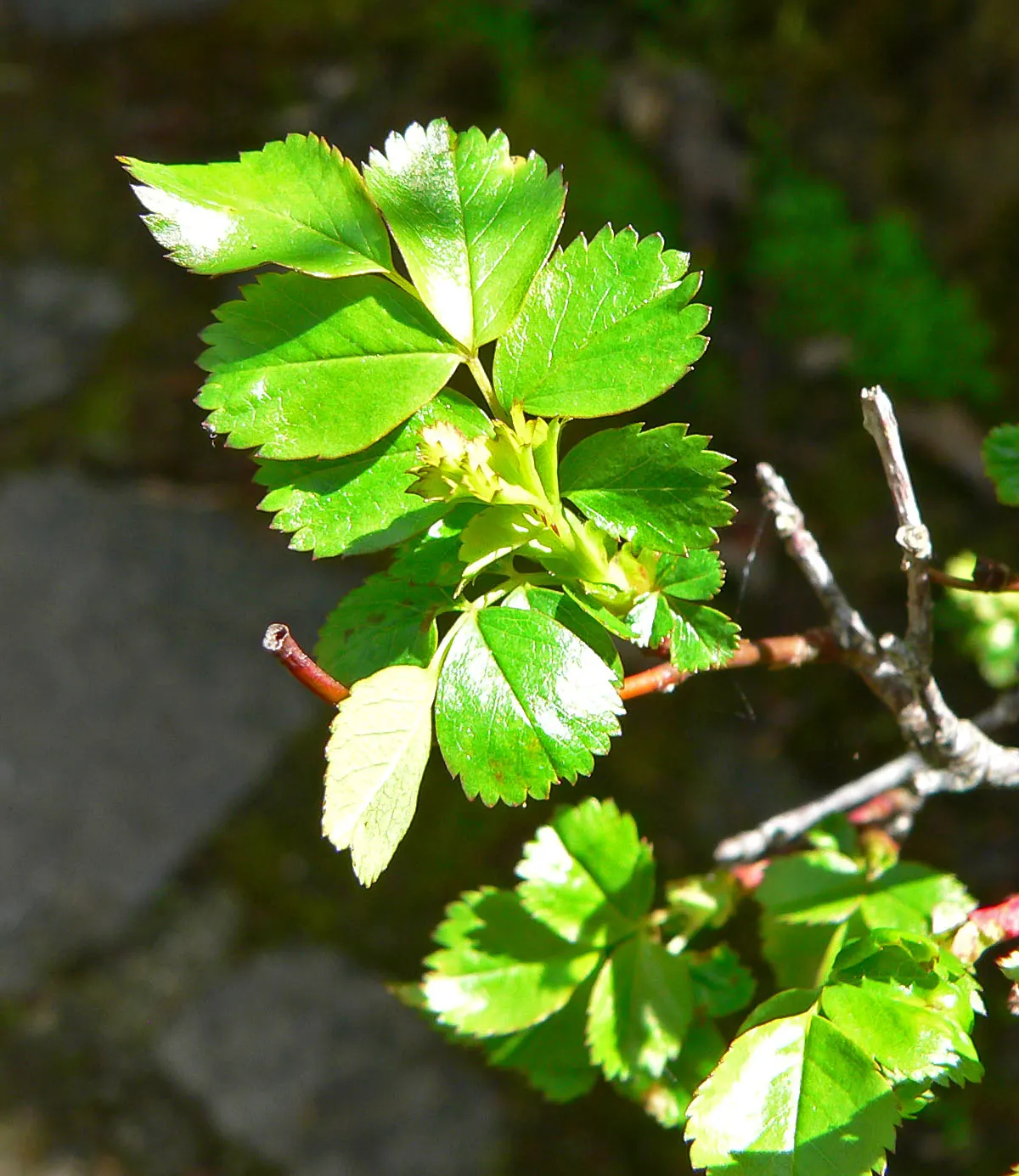 Clustered Rose (Rosa Pisocarpa) — culminating in the development of bright red hips; famed for its tightly grouped pink blossoms, it provides a, image 73