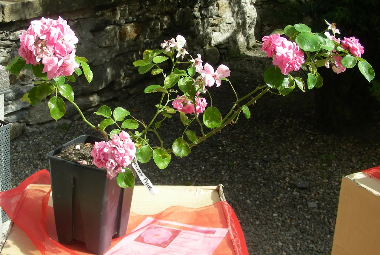 Clustered Rose (Rosa Pisocarpa) — The plant flourishes in moist, well-drained soil with full to partial sunlight