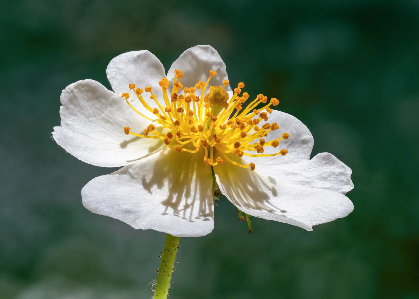 Clustered Rose (Rosa Pisocarpa) — and anticipate occasional maintenance to manage its fast-growing tendencies