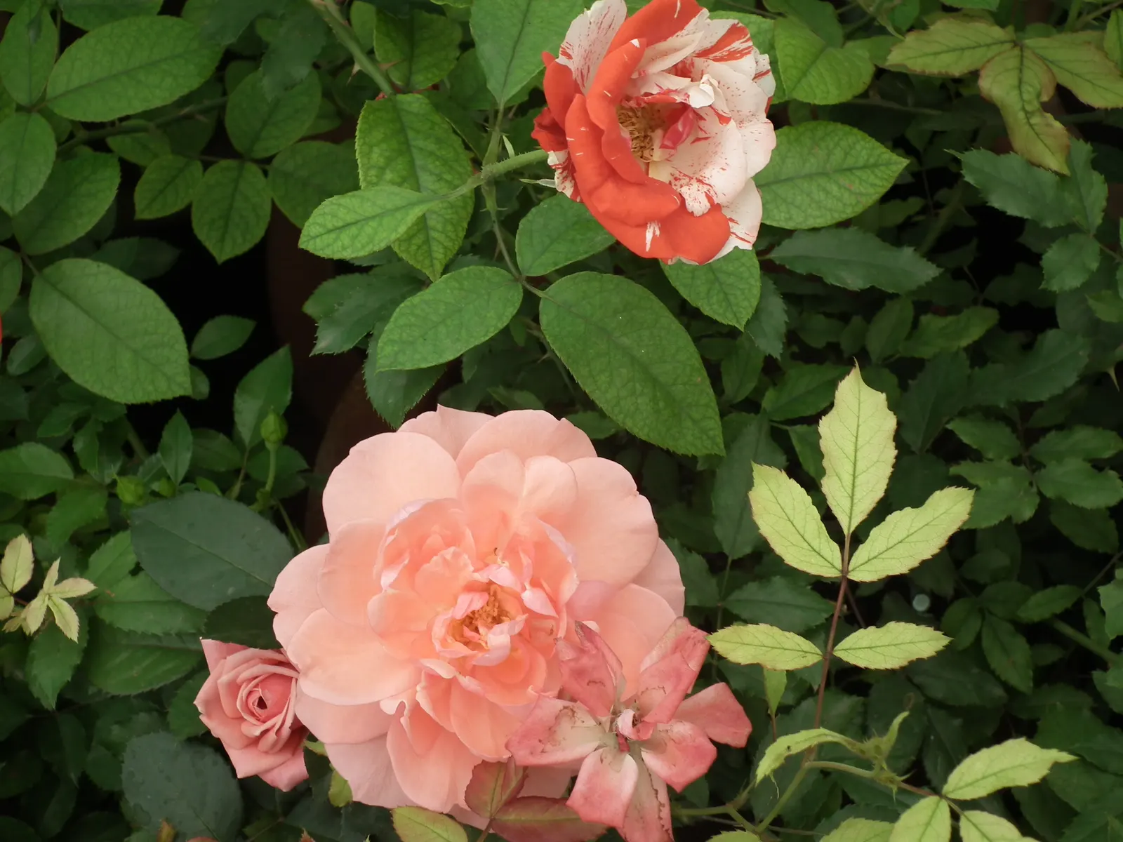 Clustered Rose (Rosa Pisocarpa) — Famed for its tightly grouped pink blossoms, it provides a vibrant display from late spring to early summer