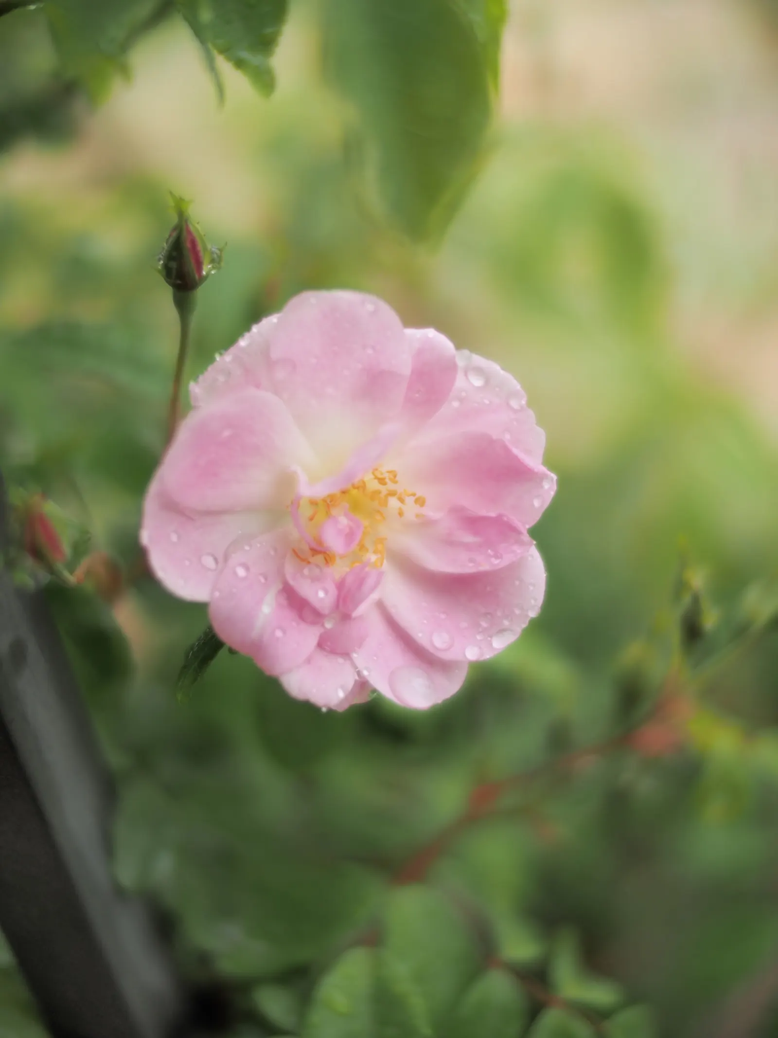 Clustered Rose (Rosa Pisocarpa) — fragrant aroma that lures pollinators to the garden space; which are around 0.5 inches in diameter, image 71