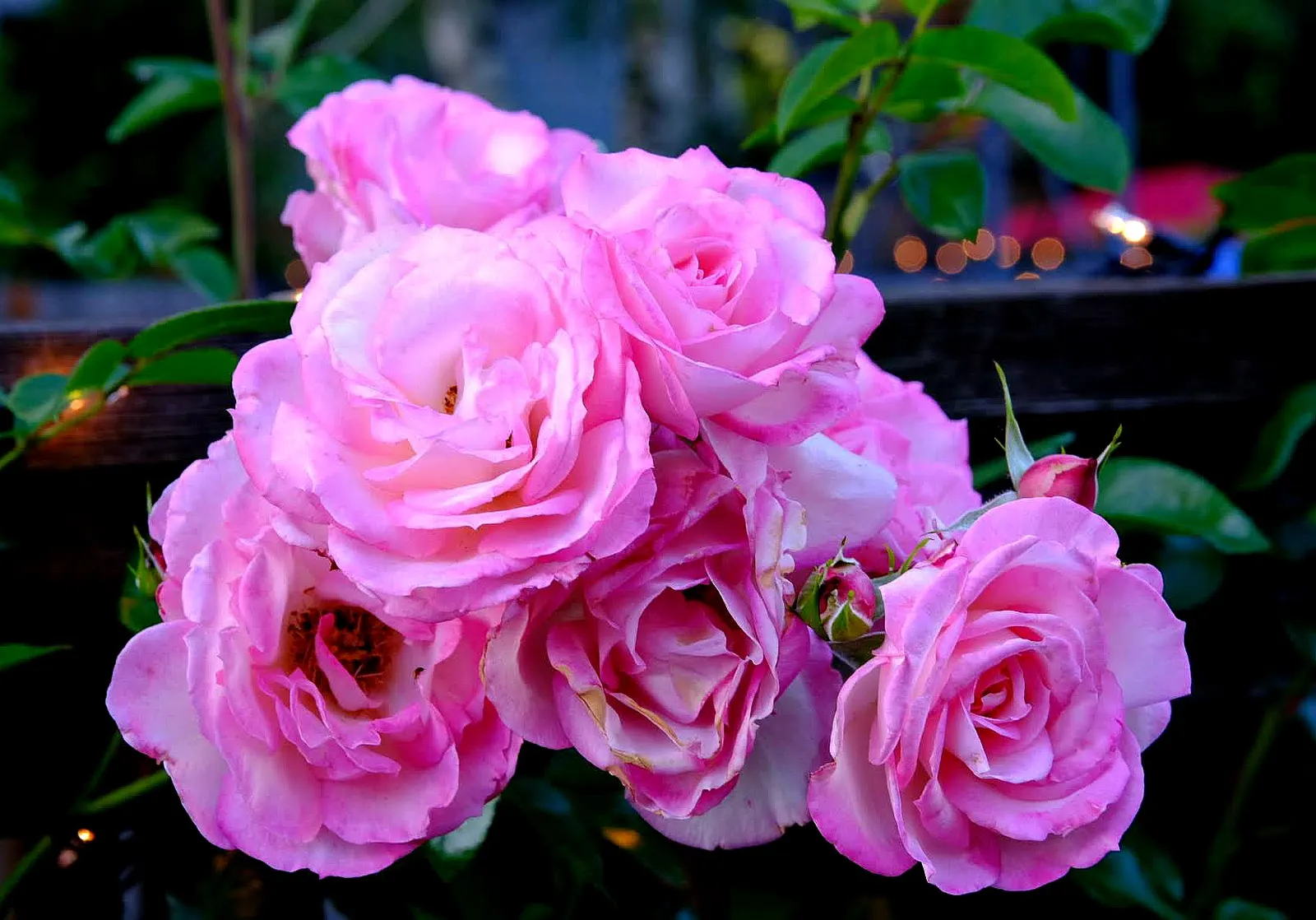 Clustered Rose (Rosa Pisocarpa) — Each soft-pink bloom spans roughly 2 inches across and emanates a gentle; this deciduous shrub typically reaches, image 70