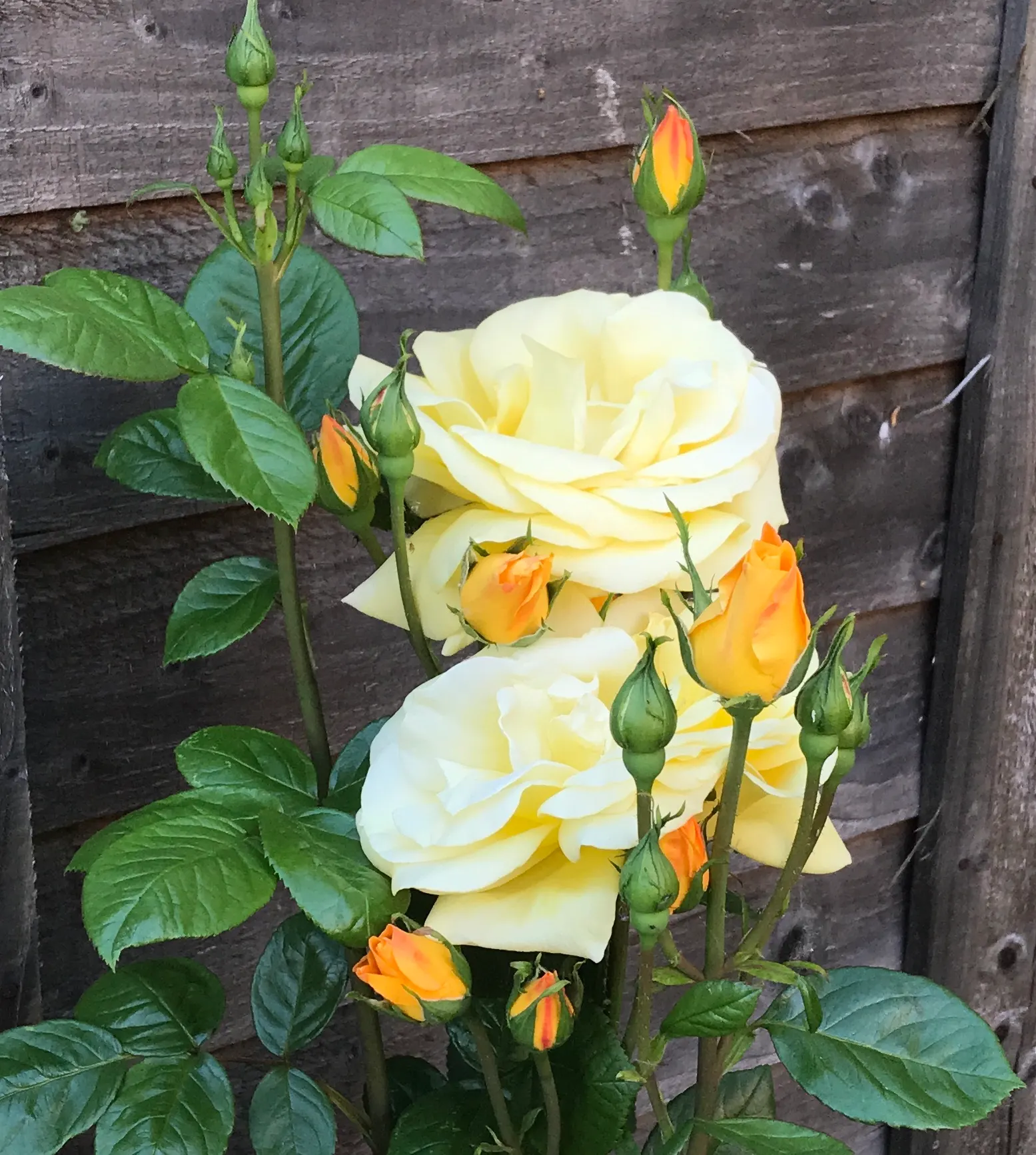 Clustered Rose (Rosa Pisocarpa) — The Clustered Rose (Rosa pisocarpa) is a charming