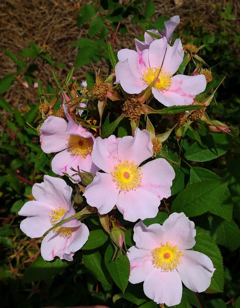 Clustered Rose (Rosa Pisocarpa) — The plant flourishes in moist, well-drained soil with full to partial sunlight; famed for its tightly grouped, image 61