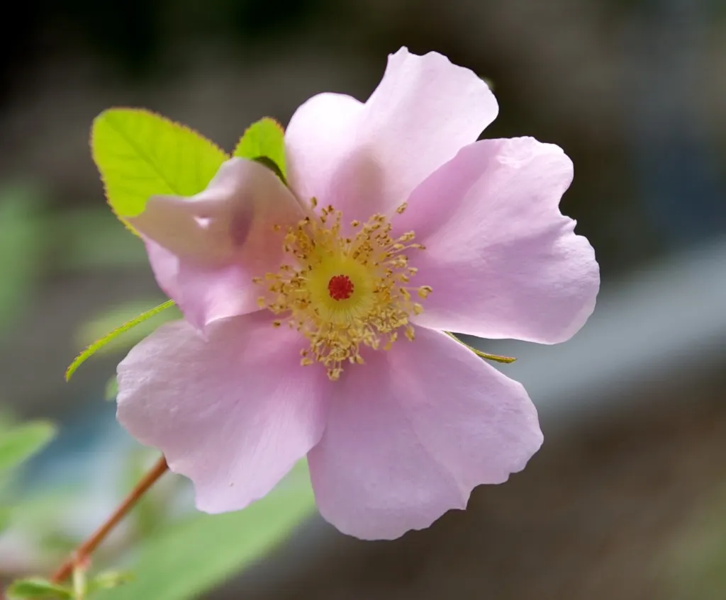 Clustered Rose (Rosa Pisocarpa) — Title: Rosa pisocarpa - The Clustered Wild Rose<br><br>Description:<br>The Rosa pisocarpa; the Clustered Rose, image 64