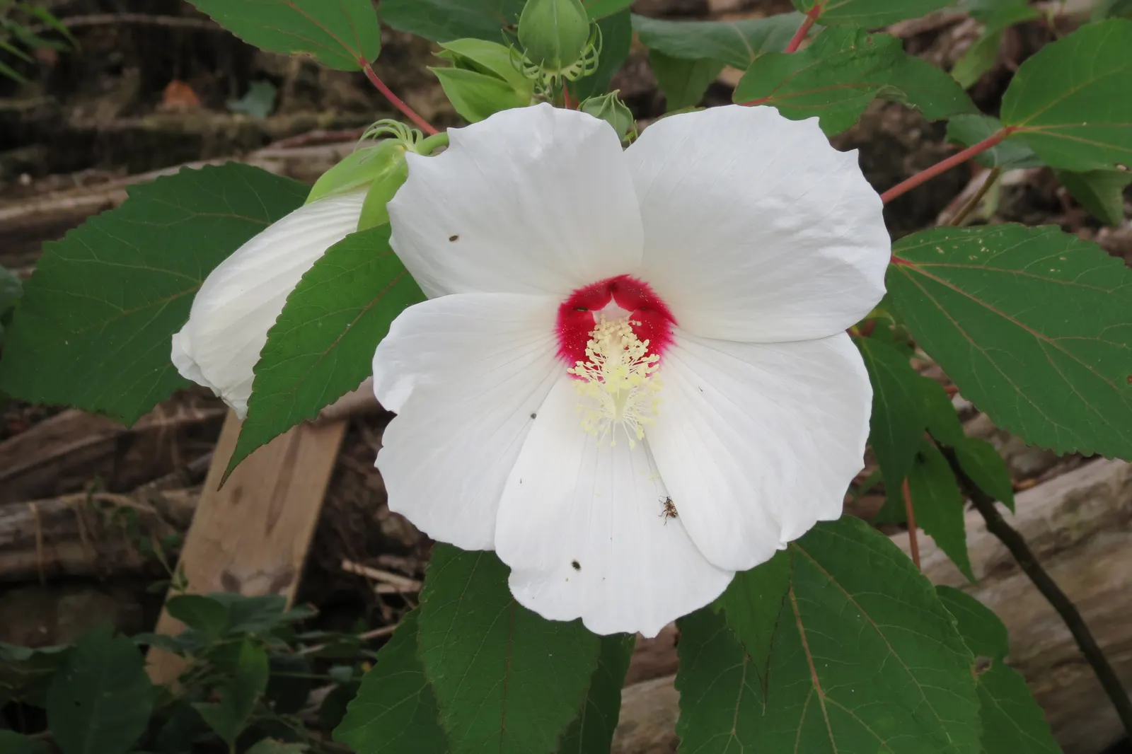 Clustered Rose (Rosa Pisocarpa) — the Clustered Rose creates a vibrant backdrop for its delicate blossoms; the Clustered Rose will indeed be a cherished