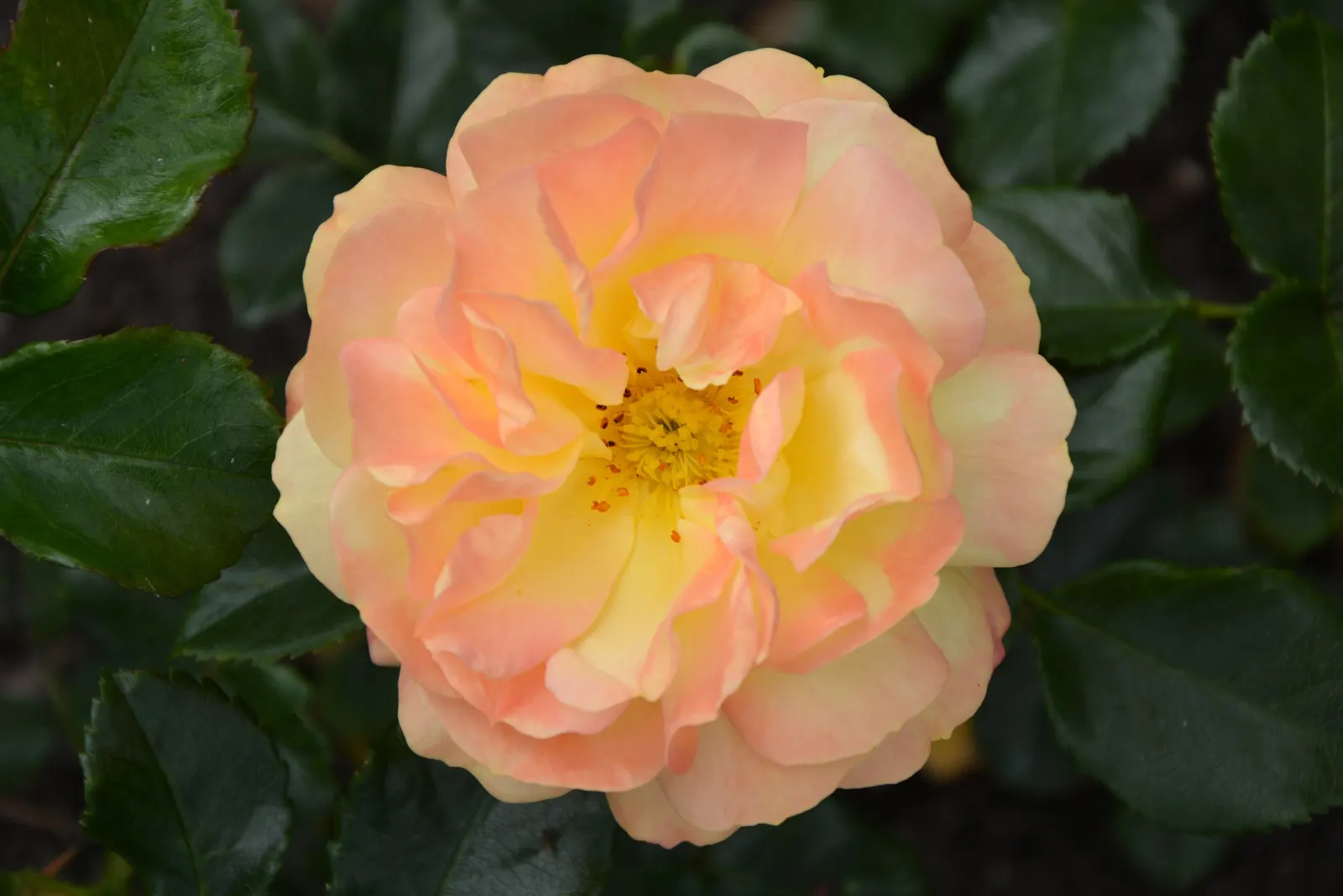 Clustered Rose (Rosa Pisocarpa) — the Clustered Rose creates a vibrant backdrop for its delicate blossoms