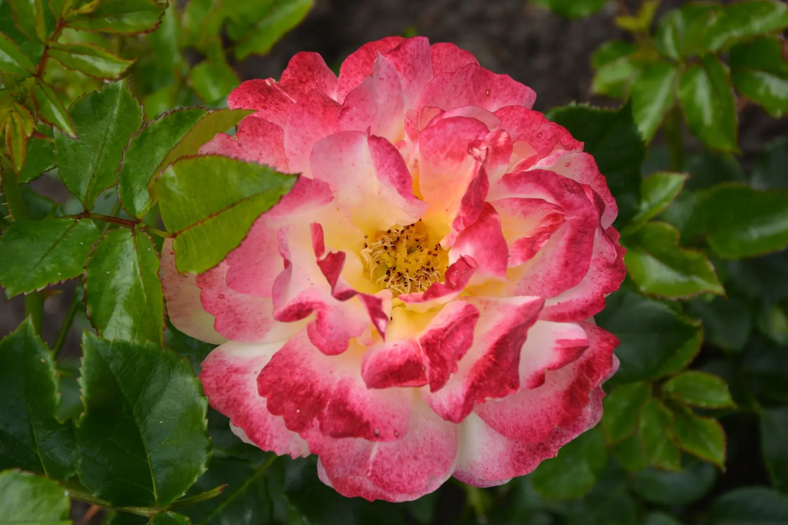 Clustered Rose (Rosa Pisocarpa) — Hardy from Zones 4 to 8, it requires minimal maintenance