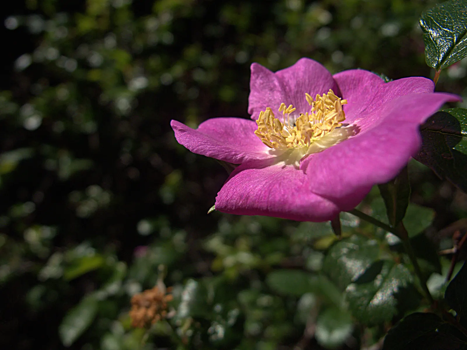 Clustered Rose (Rosa Pisocarpa) — pink flowers in the garden; this deciduous shrub typically reaches a moderate height of 3 to 6 feet and can spread equally