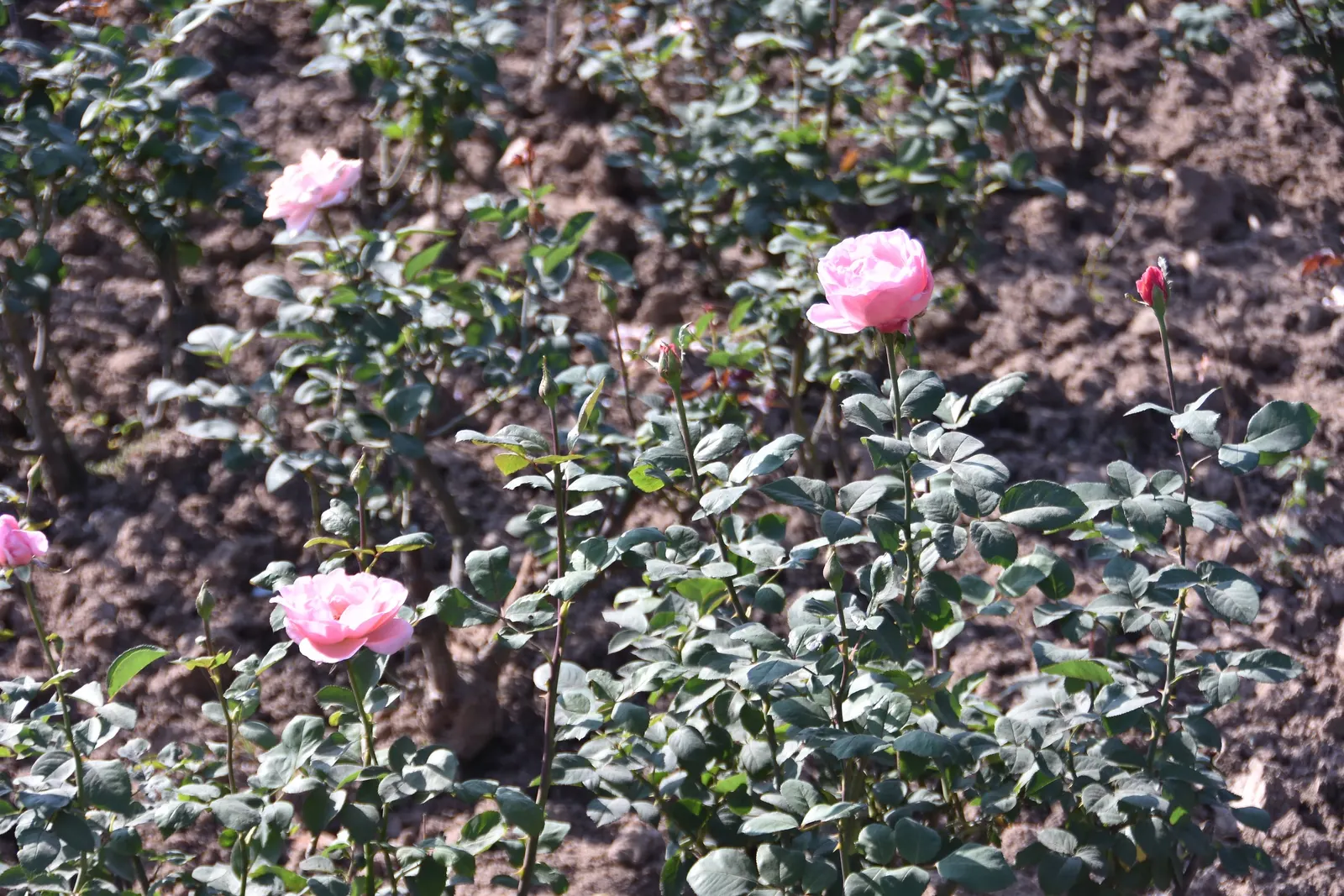 Clustered Rose (Rosa Pisocarpa) — deciduous shrub native to North America; this deciduous shrub typically reaches a moderate height of 3 to 6 feet, image 58