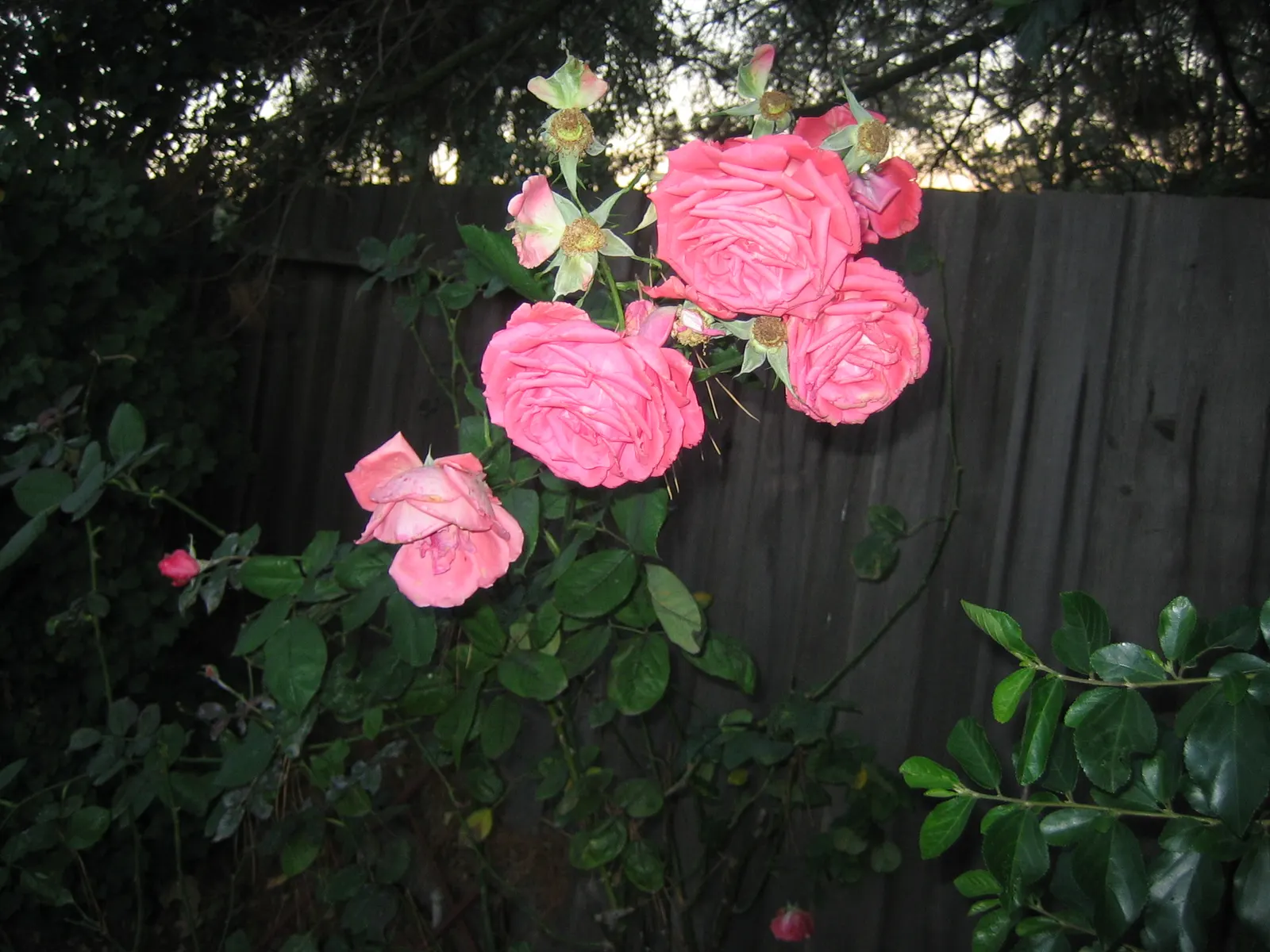 Clustered Rose (Rosa Pisocarpa) — culminating in the development of bright red hips; famed for its tightly grouped pink blossoms, it provides a vibrant display