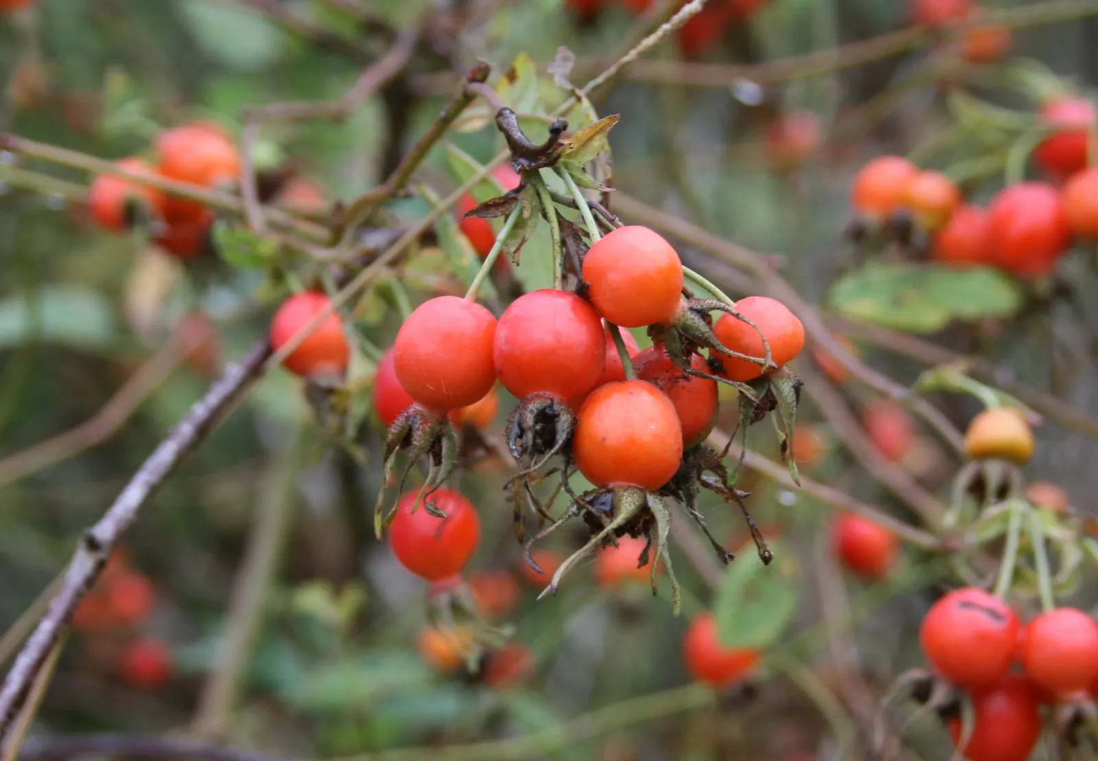 Clustered Rose (Rosa Pisocarpa) — consider allowing room for its natural spread; this deciduous shrub typically reaches a moderate height of 3 to 6 feet and