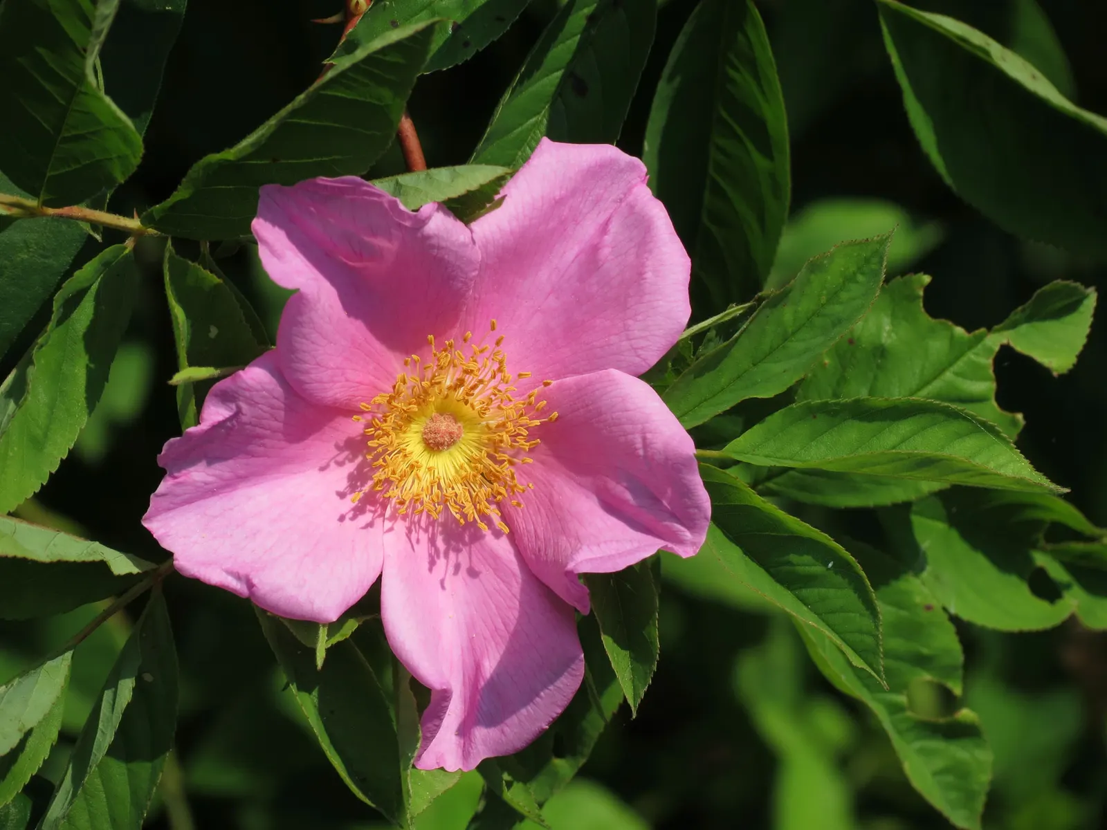 Clustered Rose (Rosa Pisocarpa) — The five-petaled flowers flourish from late spring to early summer; the Clustered Rose will indeed be a cherished, image 72