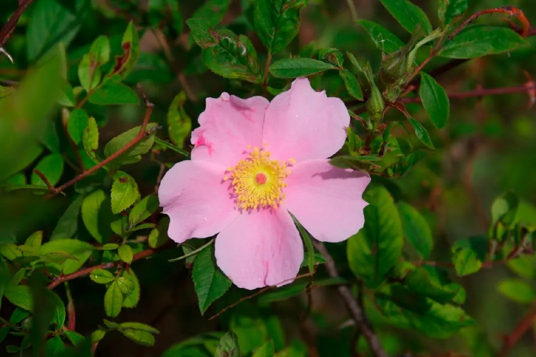 Clustered Rose (Rosa Pisocarpa) — The flowers themselves are a true spectacle, appearing in abundant clusters; famed for its tightly grouped pink, image 69