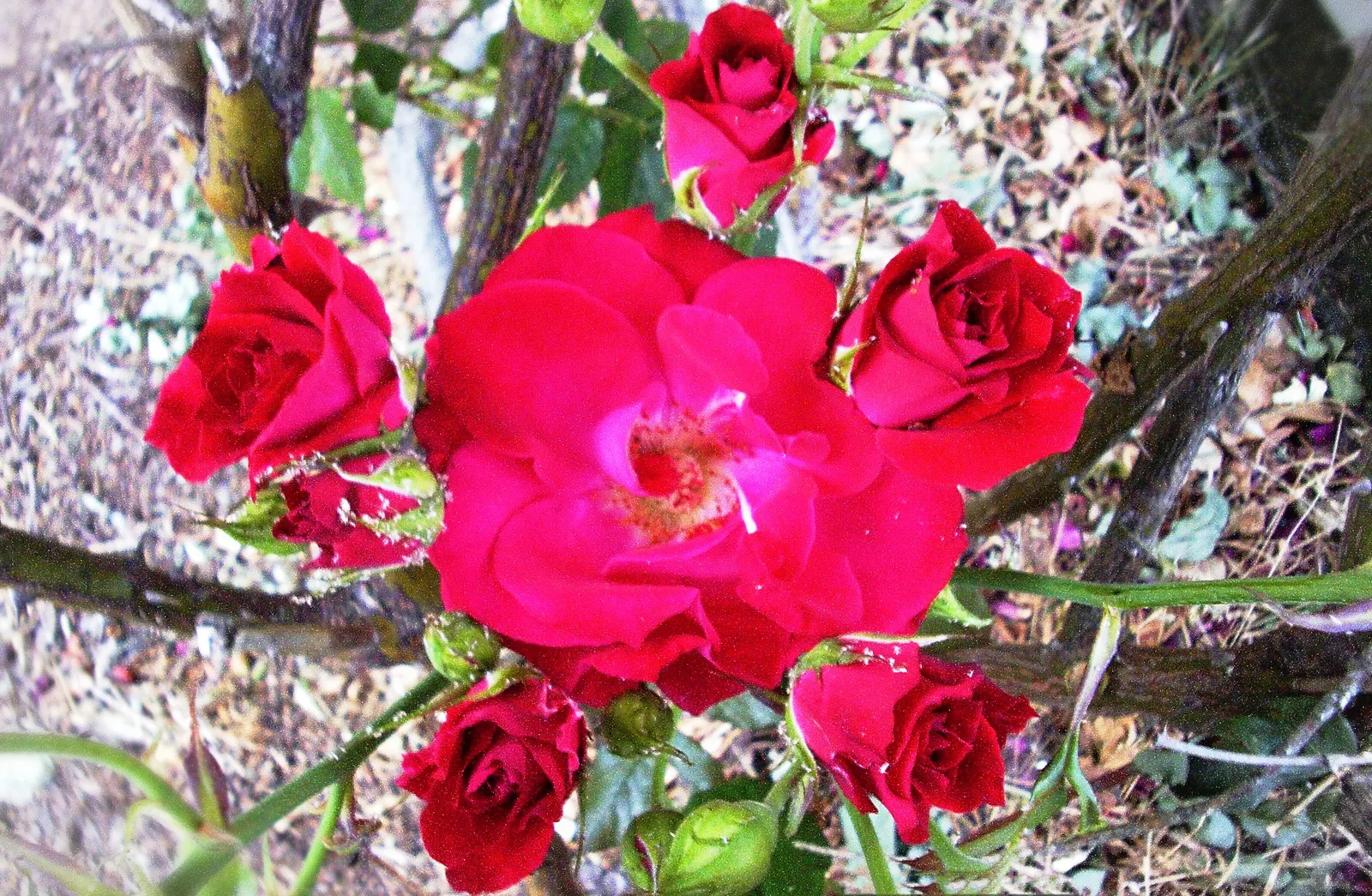 Clustered Rose (Rosa Pisocarpa) — fragrant aroma that lures pollinators to the garden space