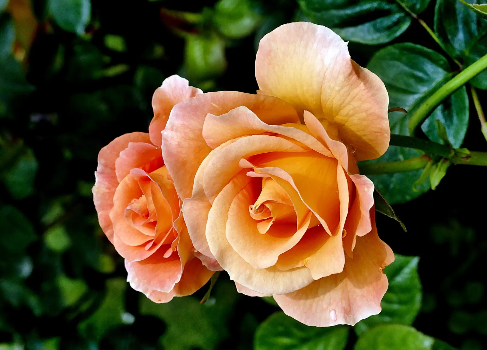 Clustered Rose (Rosa Pisocarpa) — reaching heights of 3-6 feet