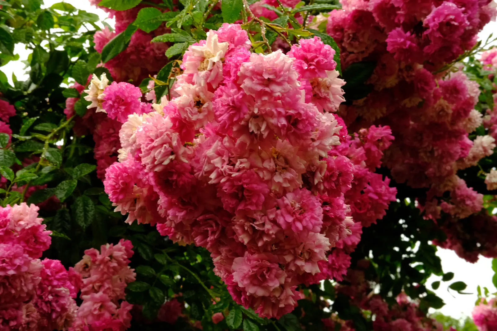 Clustered Rose (Rosa Pisocarpa) — The plant flourishes in moist, well-drained soil with full to partial sunlight; famed for its tightly grouped pink blossoms