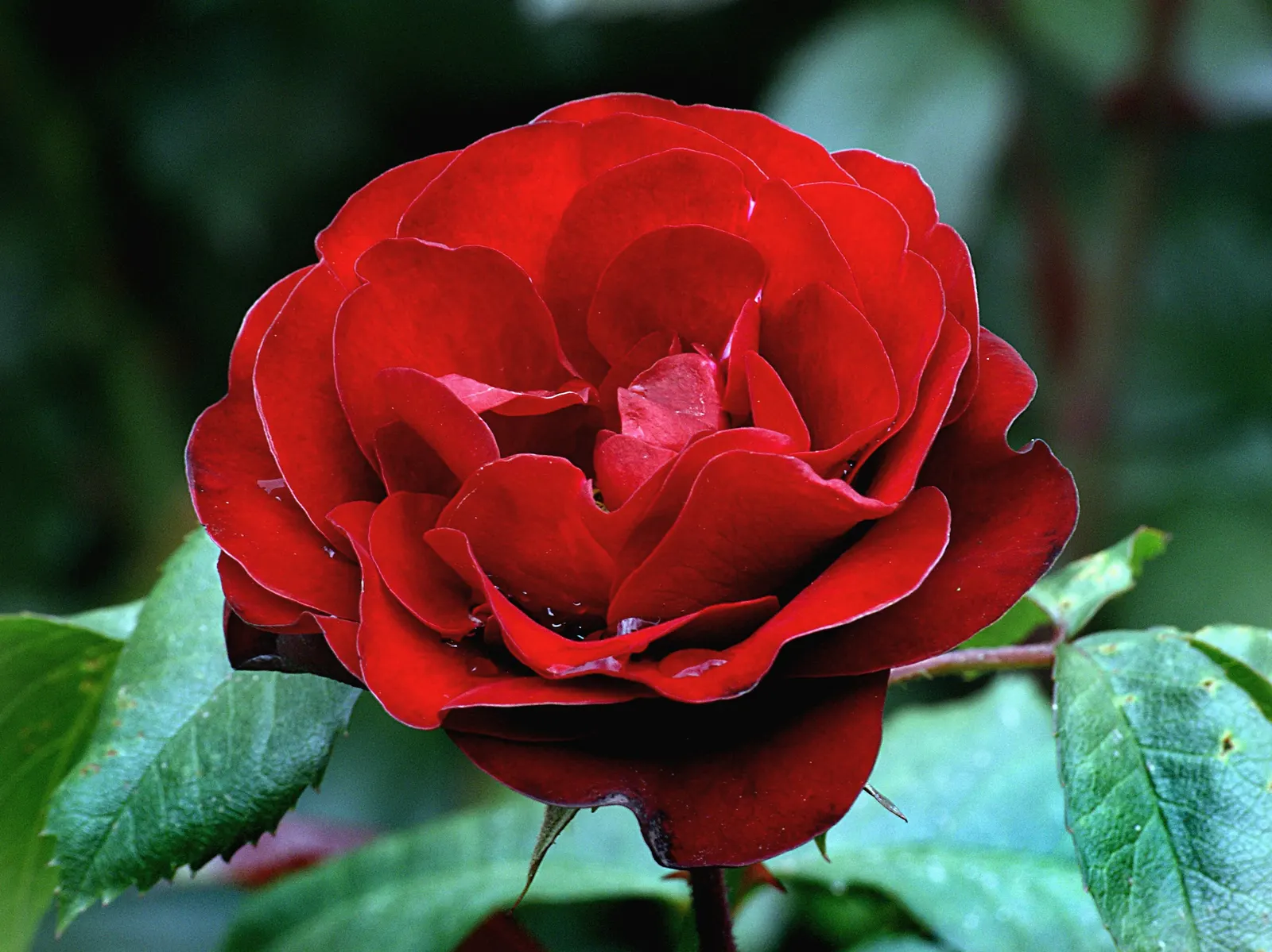 Clustered Rose (Rosa Pisocarpa) — Title: Rosa pisocarpa - The Clustered Wild Rose<br><br>Description:<br>The Rosa pisocarpa