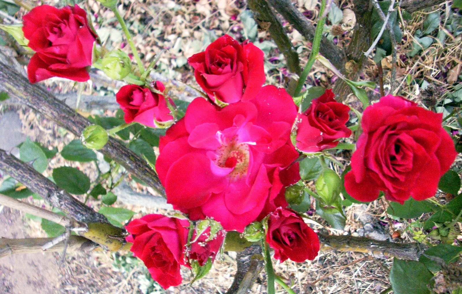 Clustered Rose (Rosa Pisocarpa) — consider allowing room for its natural spread