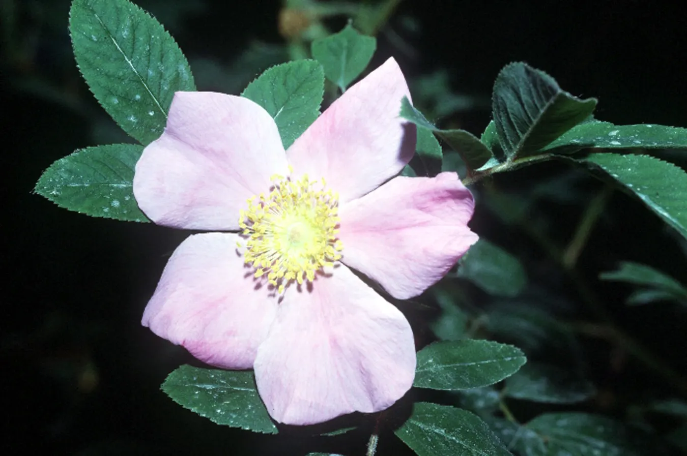 Clustered Rose (Rosa Pisocarpa) — The Clustered Rose (Rosa pisocarpa) is a charming; famed for its tightly grouped pink blossoms, it provides a vibrant display