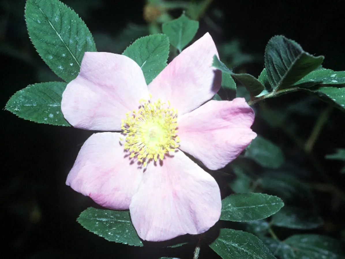 Clustered Rose (Rosa Pisocarpa) — pink flowers in the garden