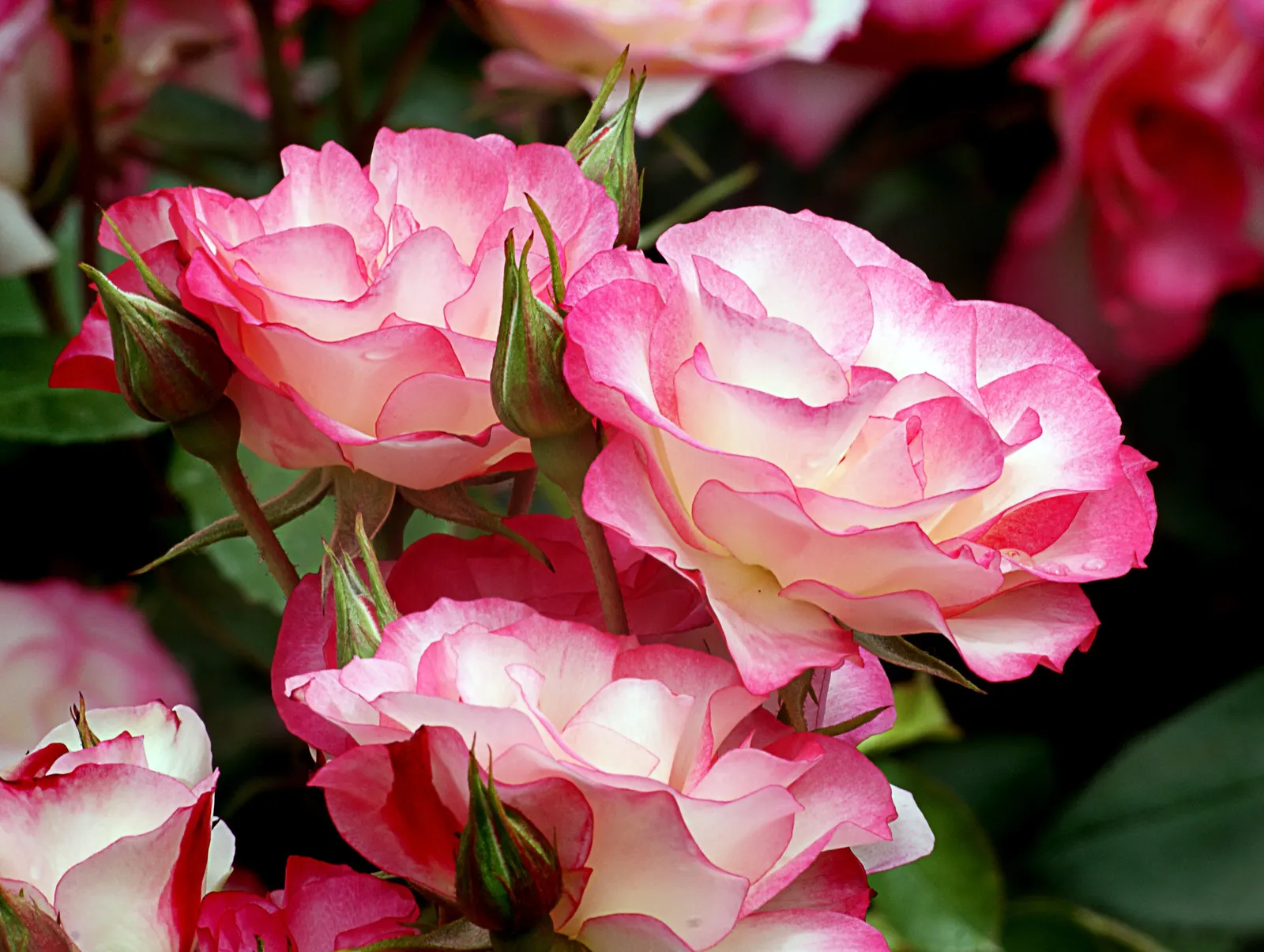 Clustered Rose (Rosa Pisocarpa) — The Clustered Rose (Rosa pisocarpa) is a charming; famed for its tightly grouped pink blossoms, it provides a, image 57