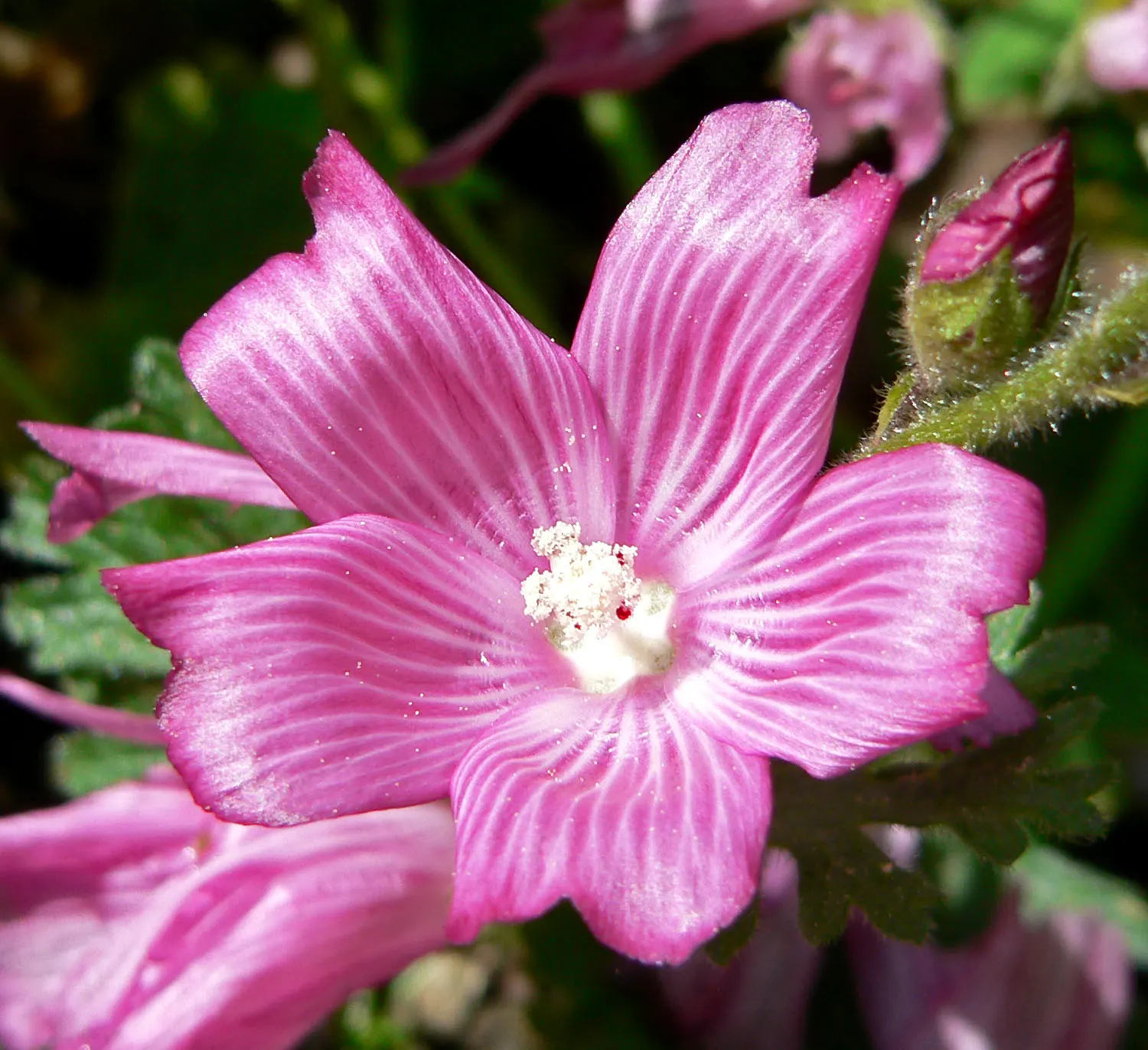 Checkerbloom, Prairie Mallow (Sidalcea Malviflora) — is a perennial native to the west coast of North America