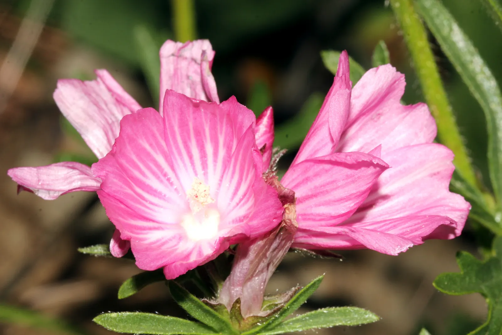 Checkerbloom, Prairie Mallow (Sidalcea Malviflora) — This plant showcases charming pink to lavender cup-shaped flowers in summer