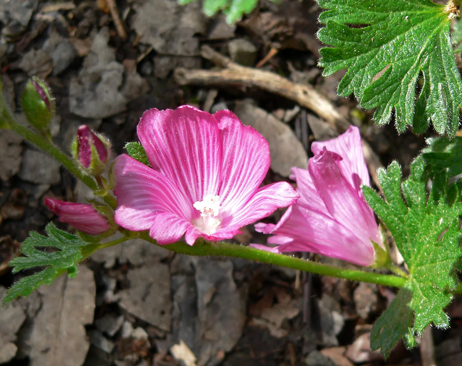 Checkerbloom, Prairie Mallow (Sidalcea Malviflora) — It flourishes in USDA zones 5-9, reaching heights of up to 3-4 feet with a spread of 1-2 feet