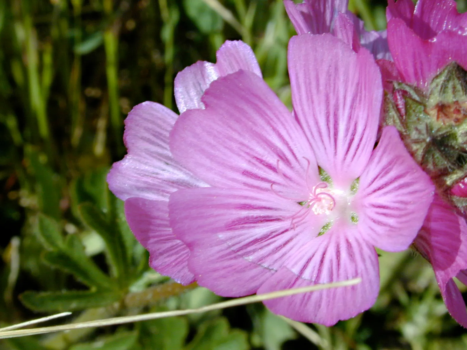 Checkerbloom, Prairie Mallow (Sidalcea Malviflora) — set against deep green lobed foliage