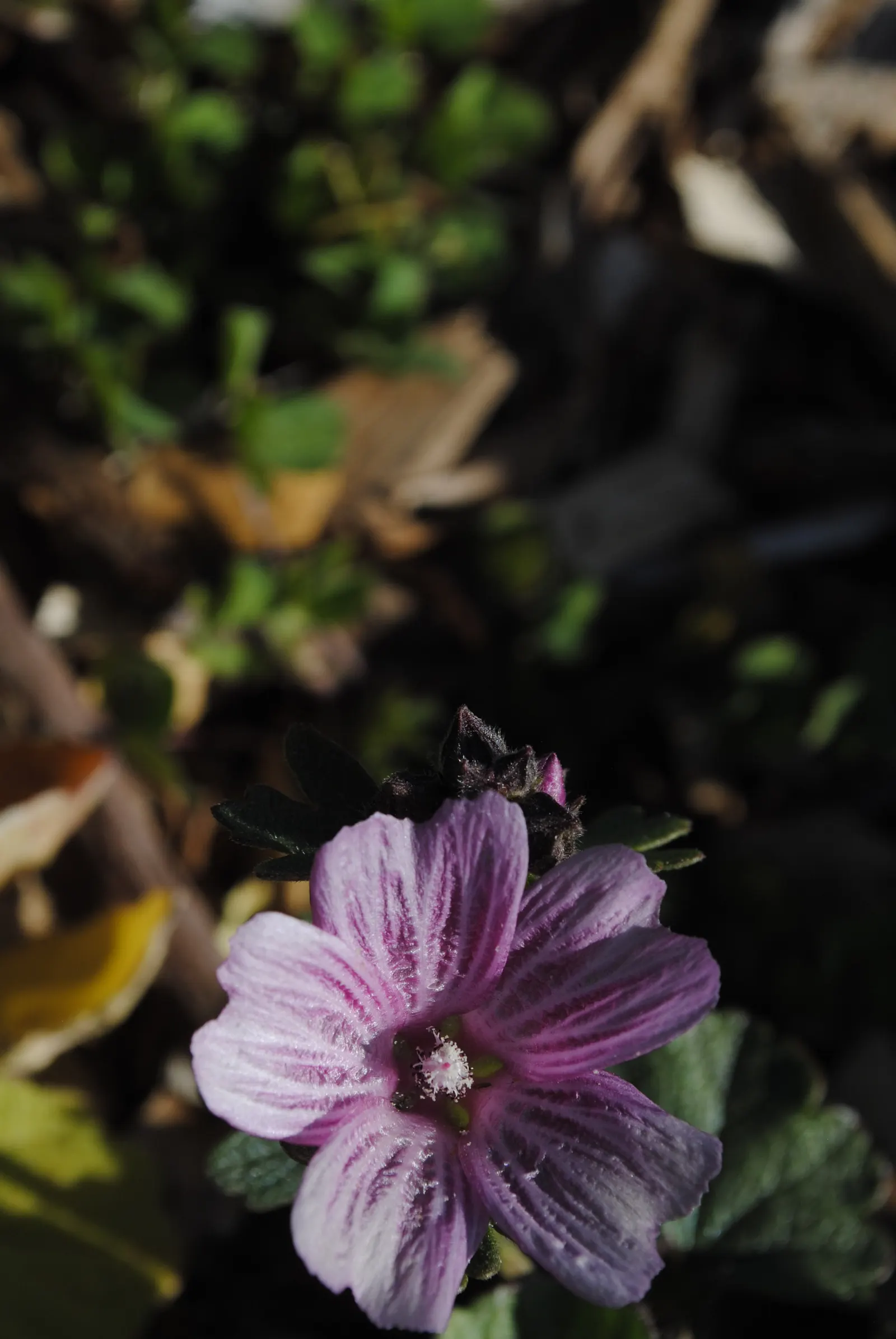Checkerbloom, Prairie Mallow (Sidalcea Malviflora) — commonly known as Checkerbloom or Prairie Mallow