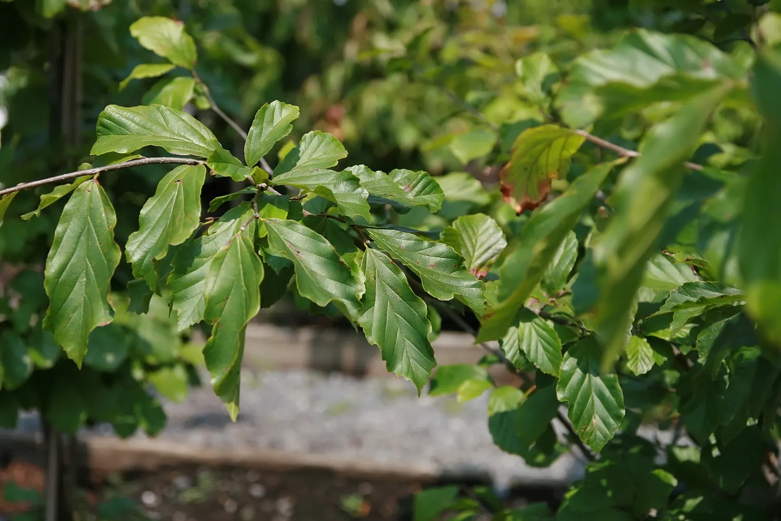 Persian Parrotia (Parrotia Persica) — is a deciduous tree valued for its ornamental features; native to Iran and Northern Iran