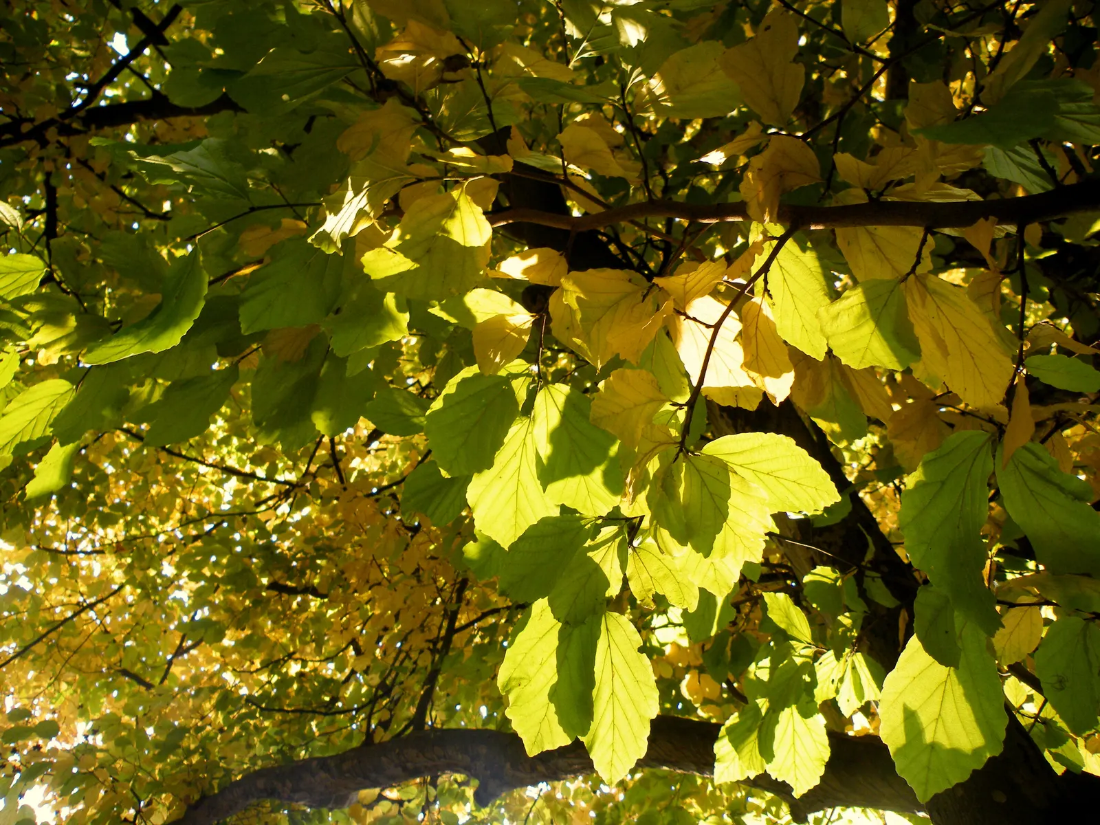 Persian Parrotia (Parrotia Persica) — is a deciduous tree valued for its ornamental features