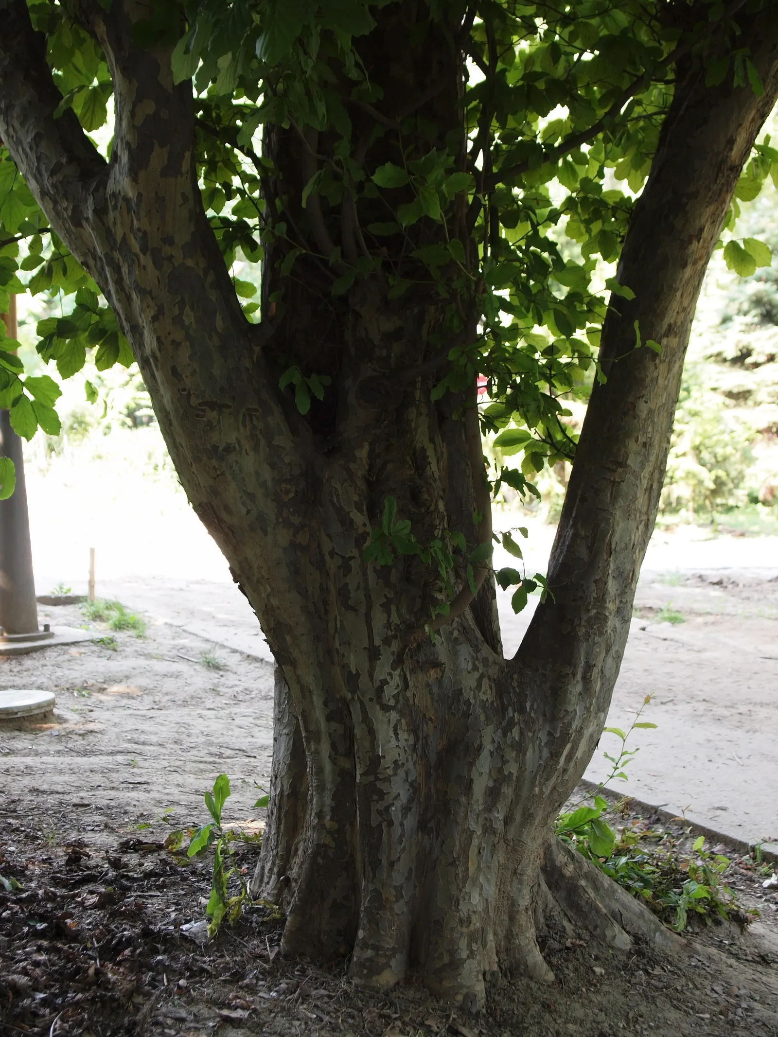 Persian Parrotia (Parrotia Persica) — It prefers well-drained soil and, once established, is quite drought tolerant; preferring full sun to partial shade