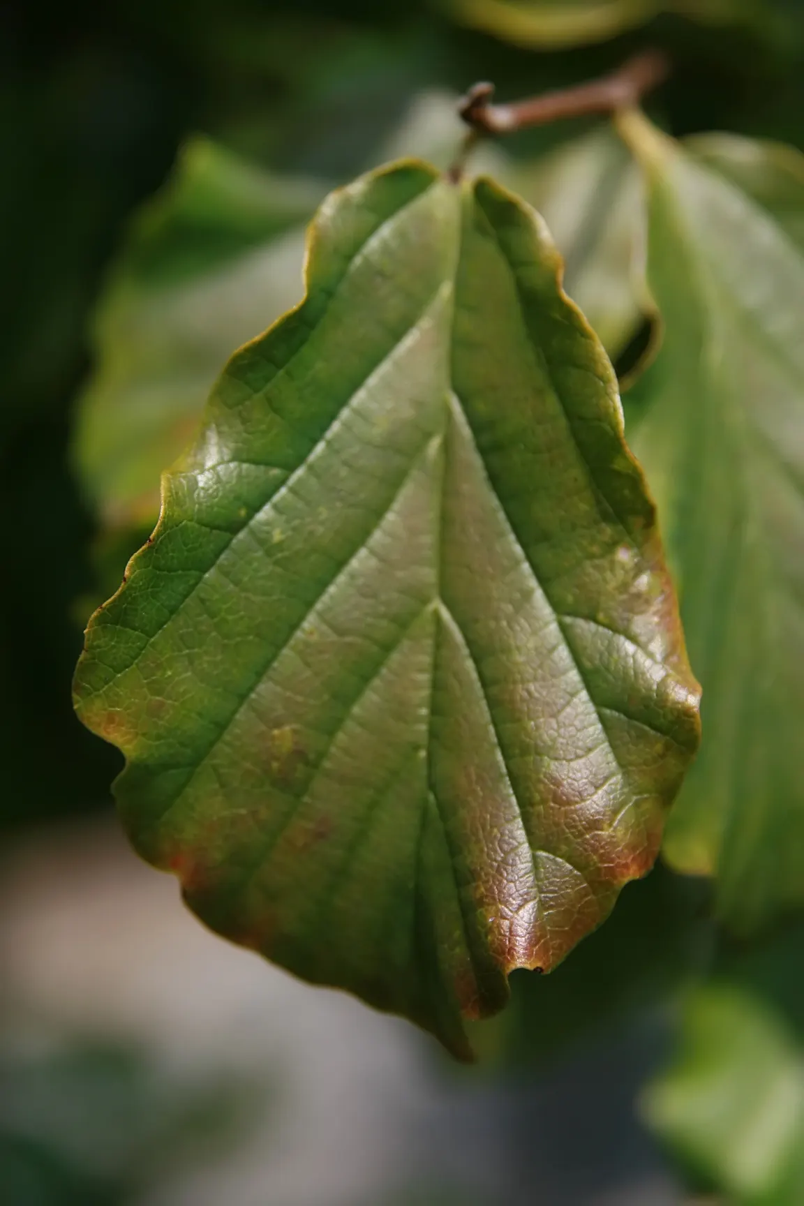 Persian Parrotia (Parrotia Persica) — which peels away to reveal a mosaic of grays