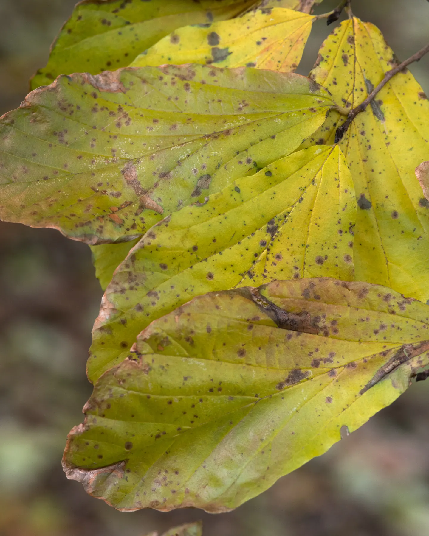 Persian Parrotia (Parrotia Persica) — it thrives in USDA zones 4-8; scientifically known as Parrotia persica, image 51