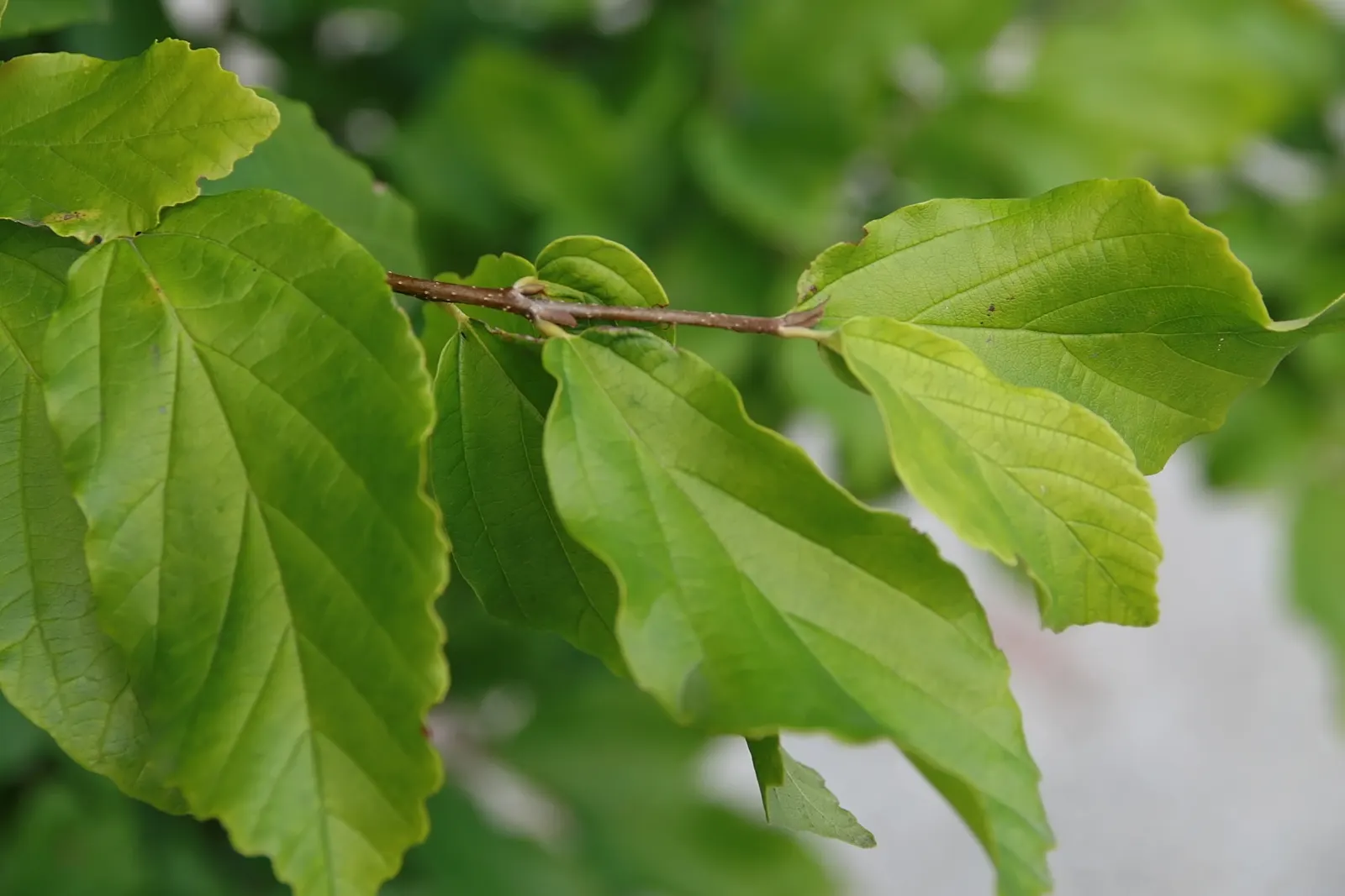 Persian Parrotia (Parrotia Persica) — starting as lustrous green; before the foliage unfolds, image 111