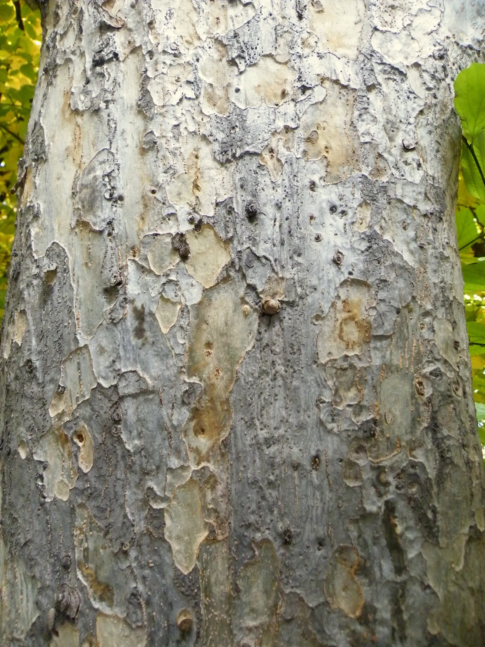 Persian Parrotia (Parrotia Persica) — Preferring full sun to partial shade; the tree showcases inconspicuous, image 75