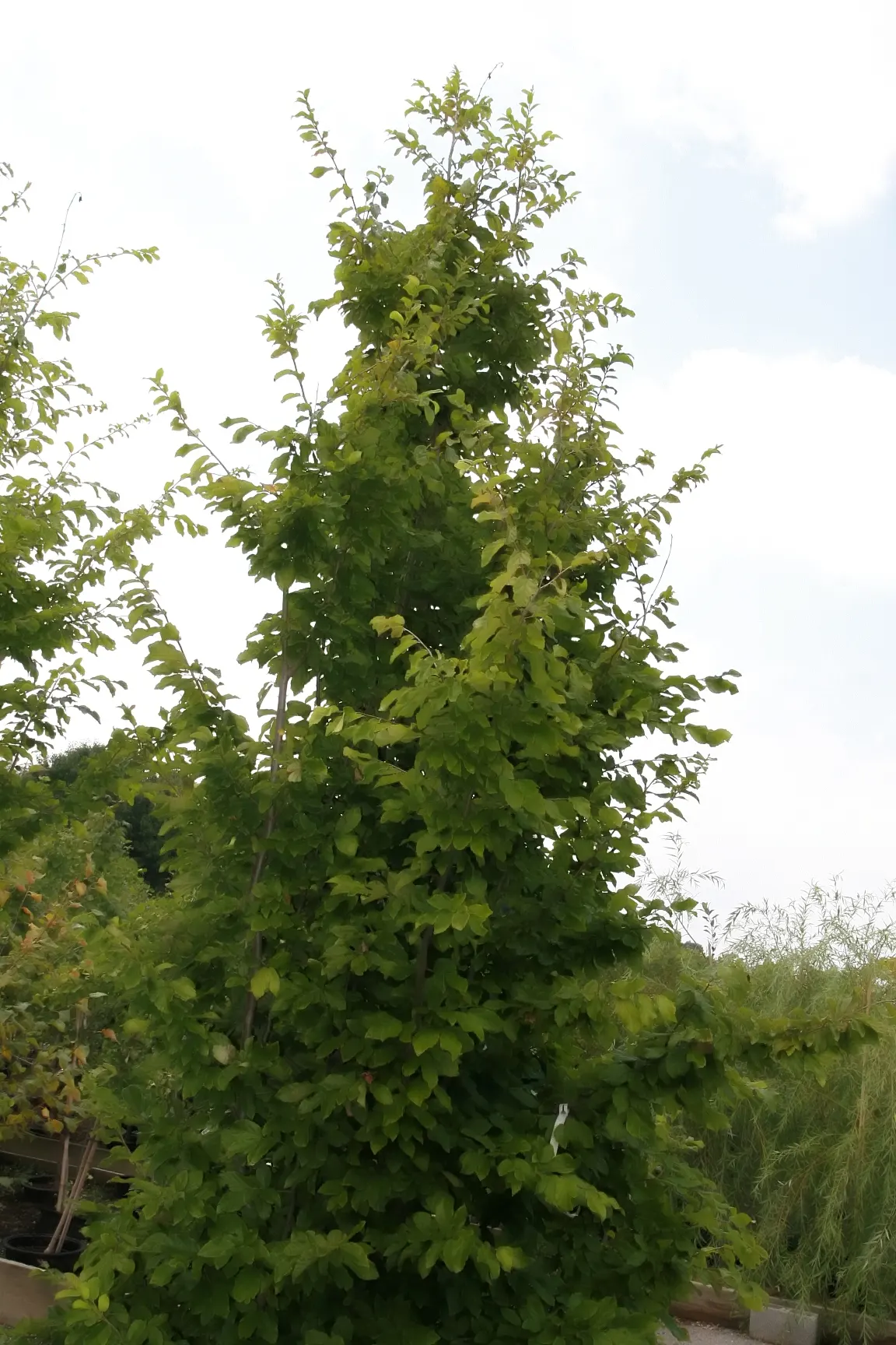 Persian Parrotia (Parrotia Persica) — it's adaptable to various soil types; shrub / tree for full or half or shade, image 99
