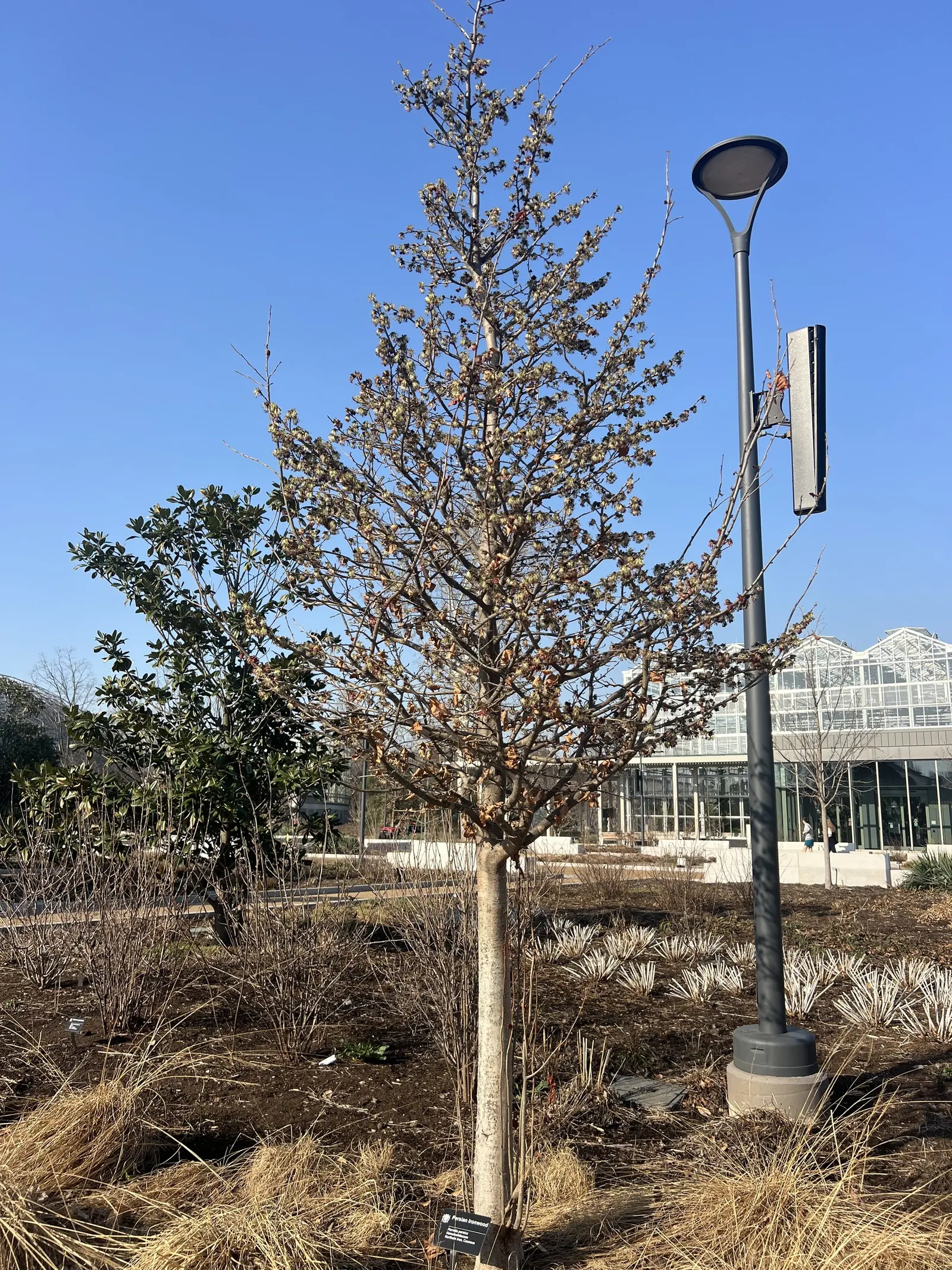 Persian Parrotia (Parrotia Persica) — Care is minimal, making Parrotia persica a wise selection for both its striking appeal and ease of care; which peels away