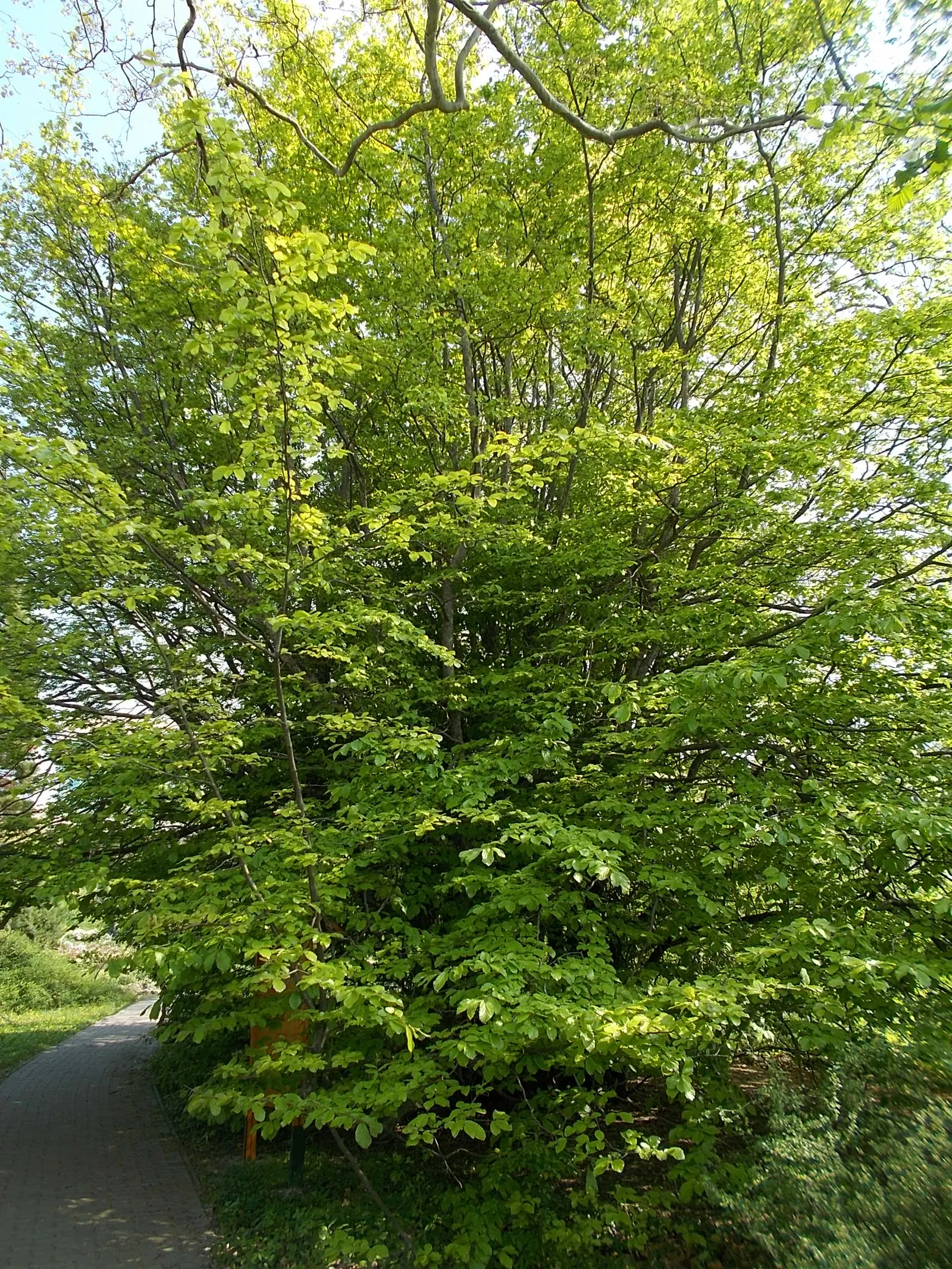 Persian Parrotia (Parrotia Persica) — is an exquisite choice for those seeking a unique and vibrant specimen in their landscape design; it prefers, image 56