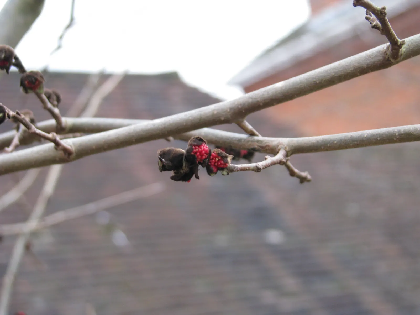 Persian Parrotia (Parrotia Persica) — starting as lustrous green