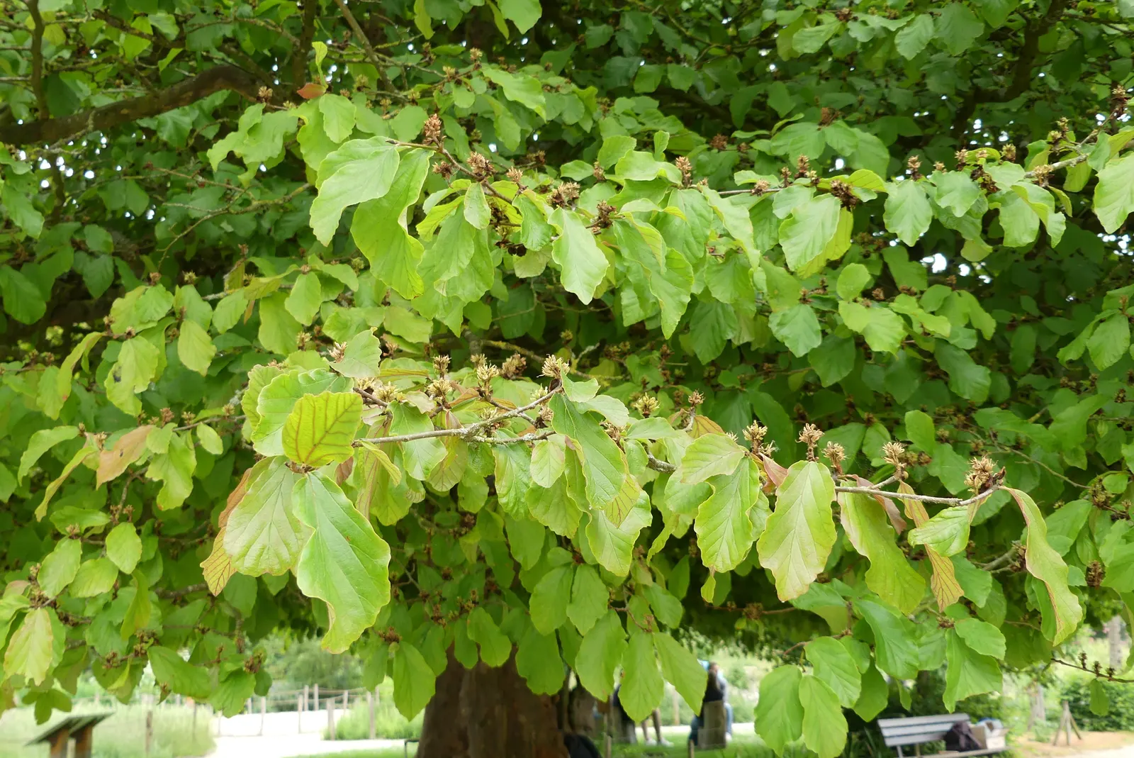 Persian Parrotia (Parrotia Persica) — Care is minimal, making Parrotia persica a wise selection for both its striking appeal and ease of care, image 68
