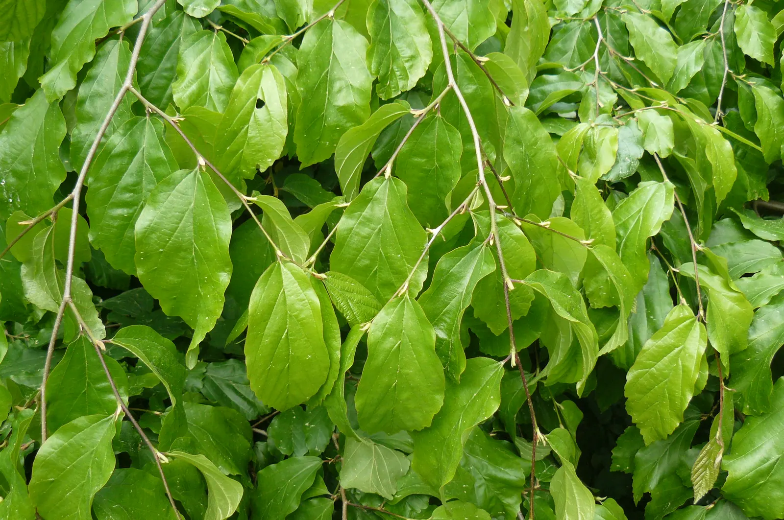 Persian Parrotia (Parrotia Persica) — scientifically known as Parrotia persica