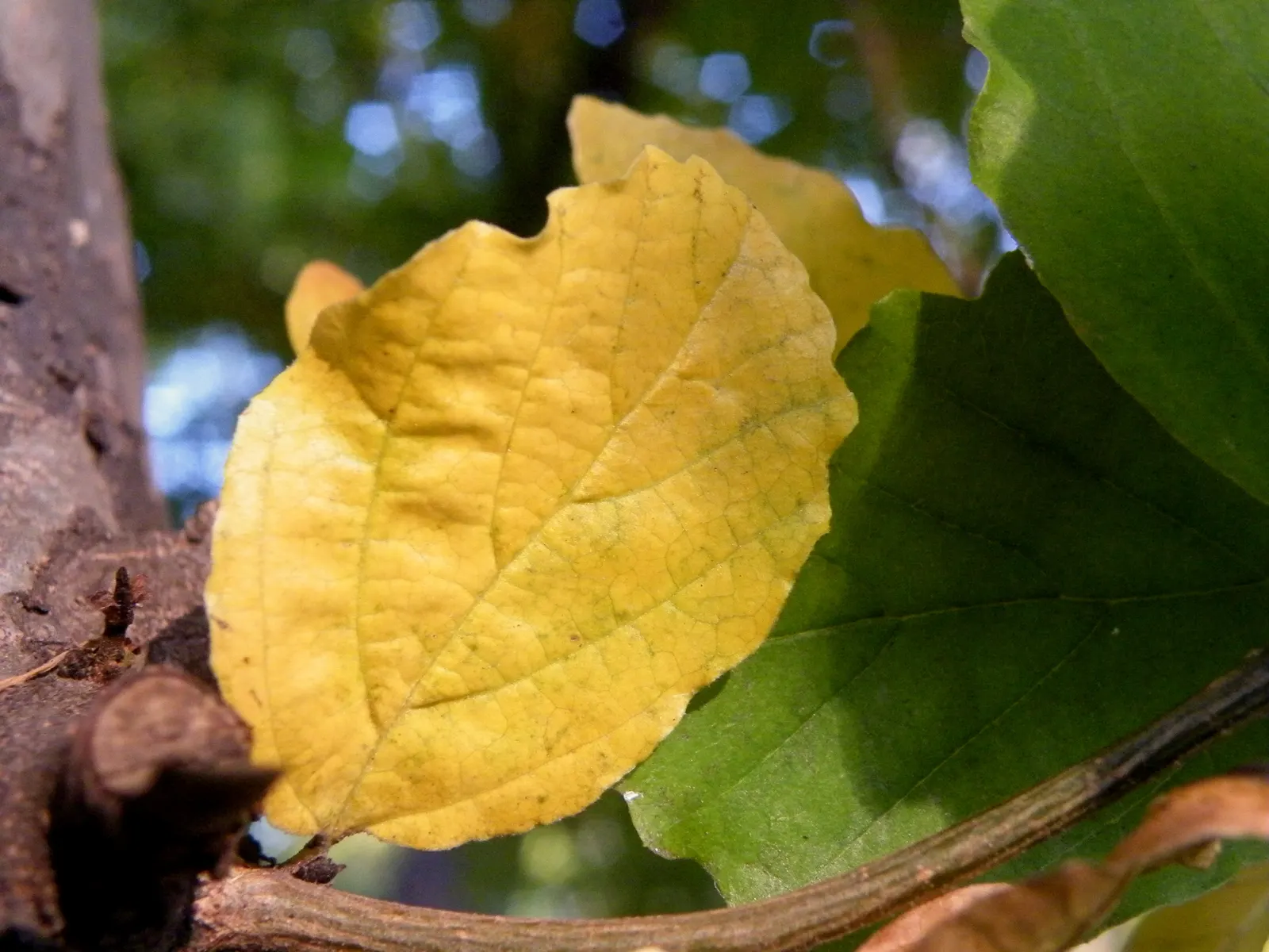 Persian Parrotia (Parrotia Persica) — Native to Iran and Northern Iran; it thrives in USDA zones 4-8, image 80