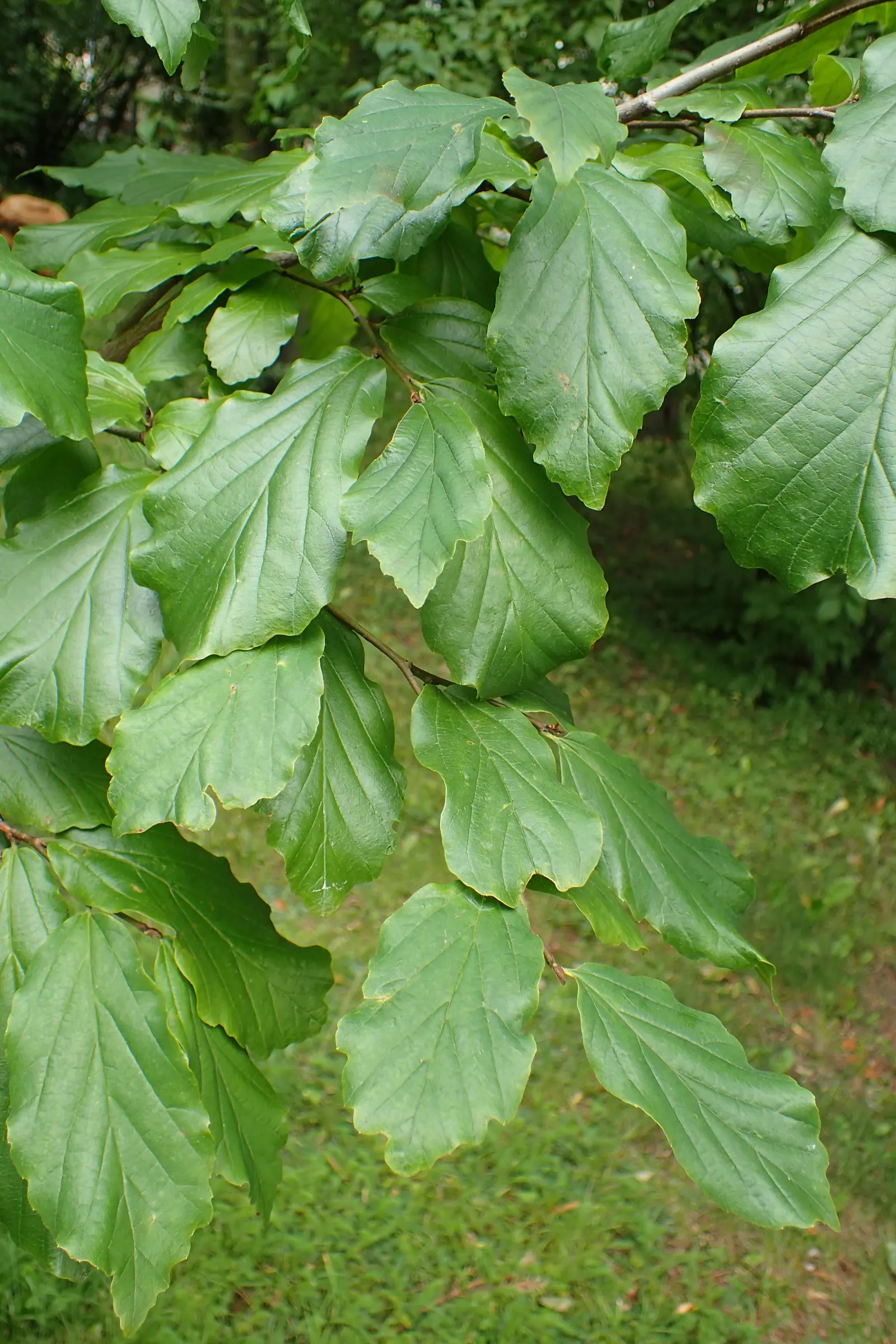 Persian Parrotia (Parrotia Persica) — red flowers that resemble clusters of small filaments.<br><br>As the seasons transition; known as Persian Parrotia or
