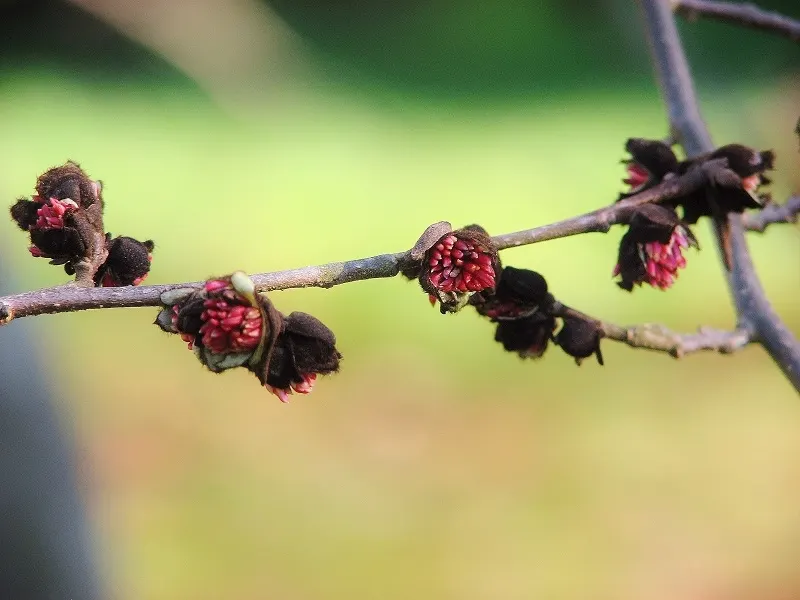 Persian Parrotia (Parrotia Persica) — offering year-round interest in urban or residential settings; it's adaptable to various soil types, image 54