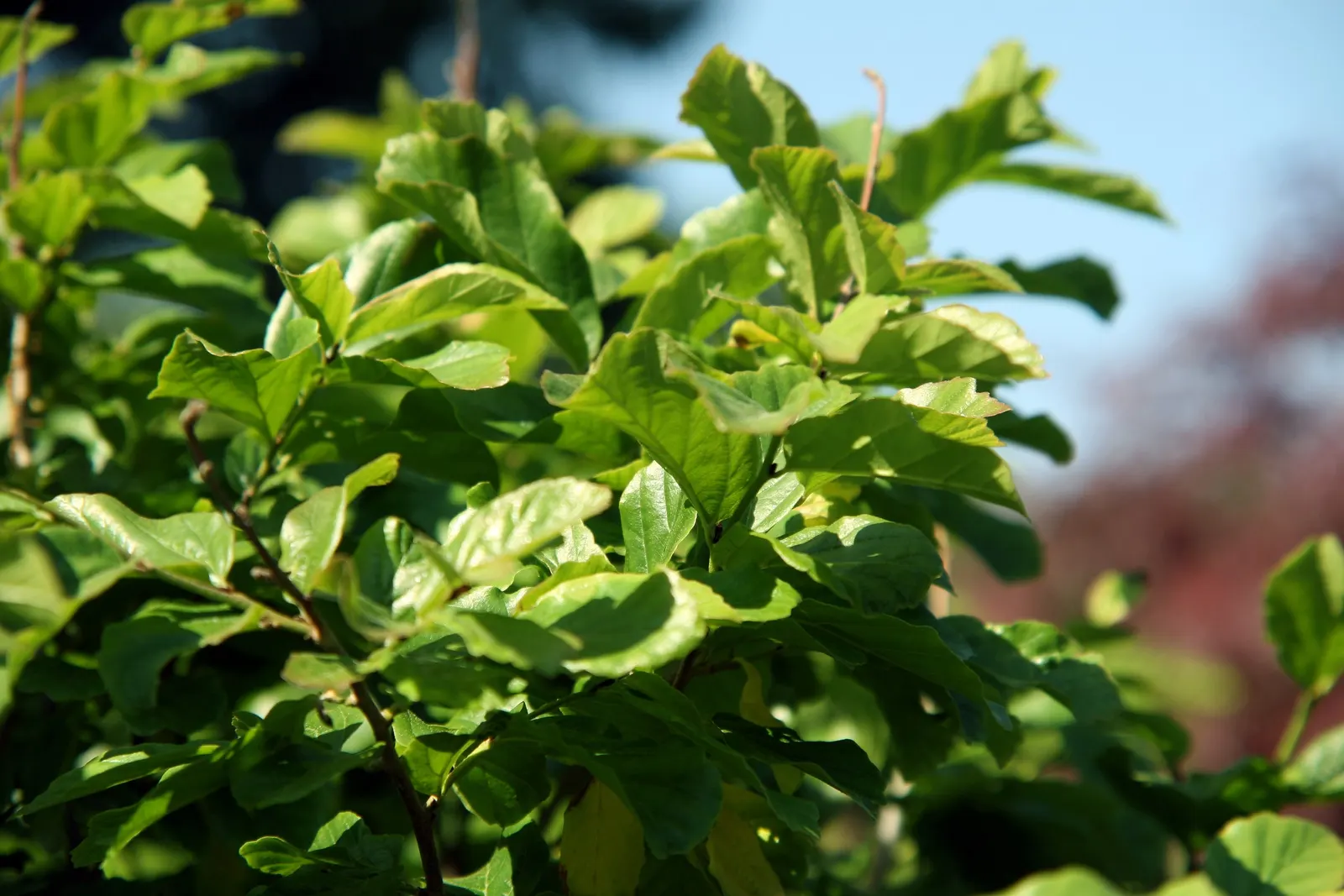 Persian Parrotia (Parrotia Persica) — it's adaptable to various soil types; shrub / tree for full or half or shade, image 76