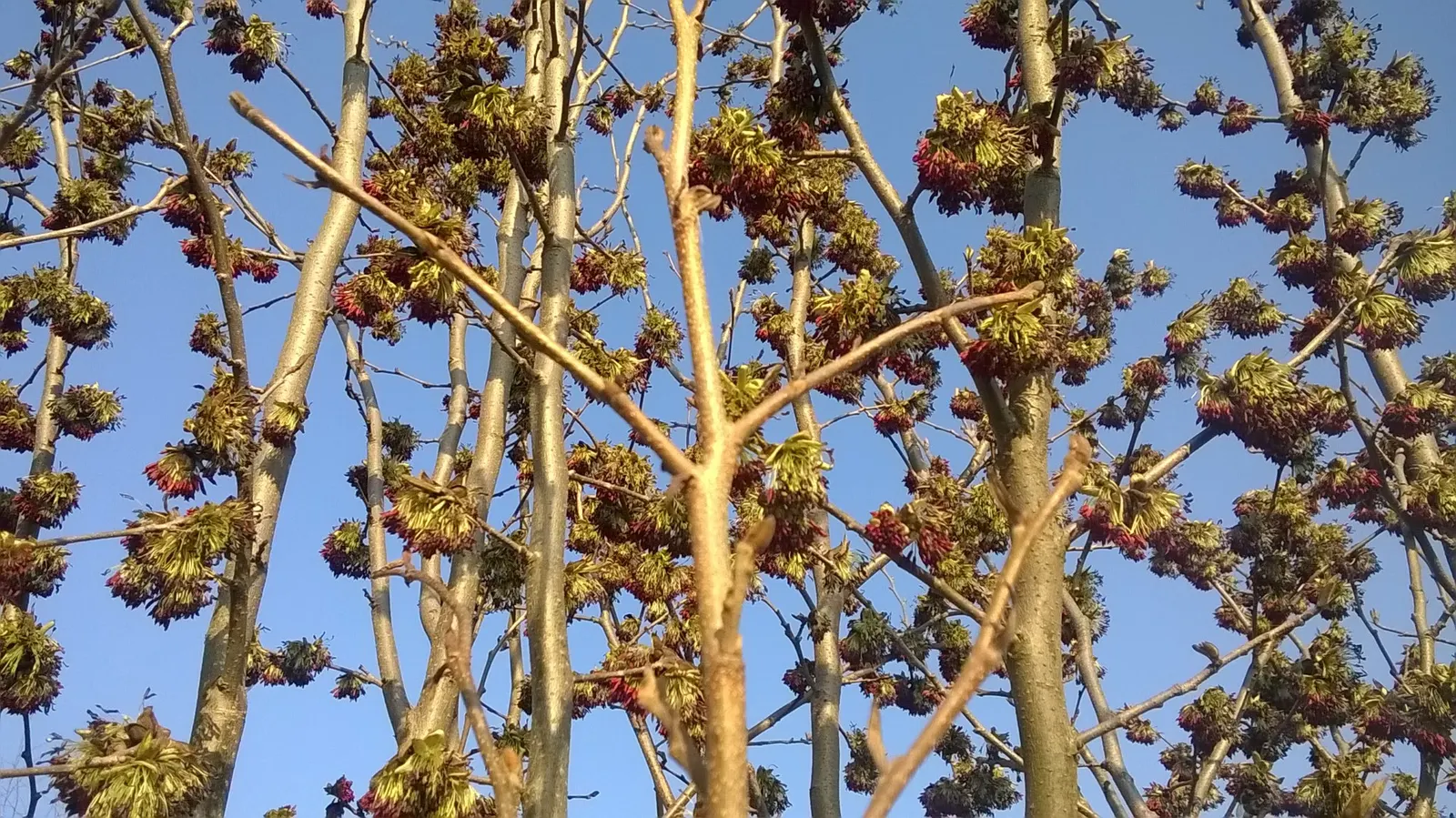 Persian Parrotia (Parrotia Persica) — is an exquisite choice for those seeking a unique and vibrant specimen in their landscape design; it prefers, image 102